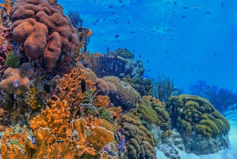 Excursion avec 3 arrêts snorkeling dans le récif corallien