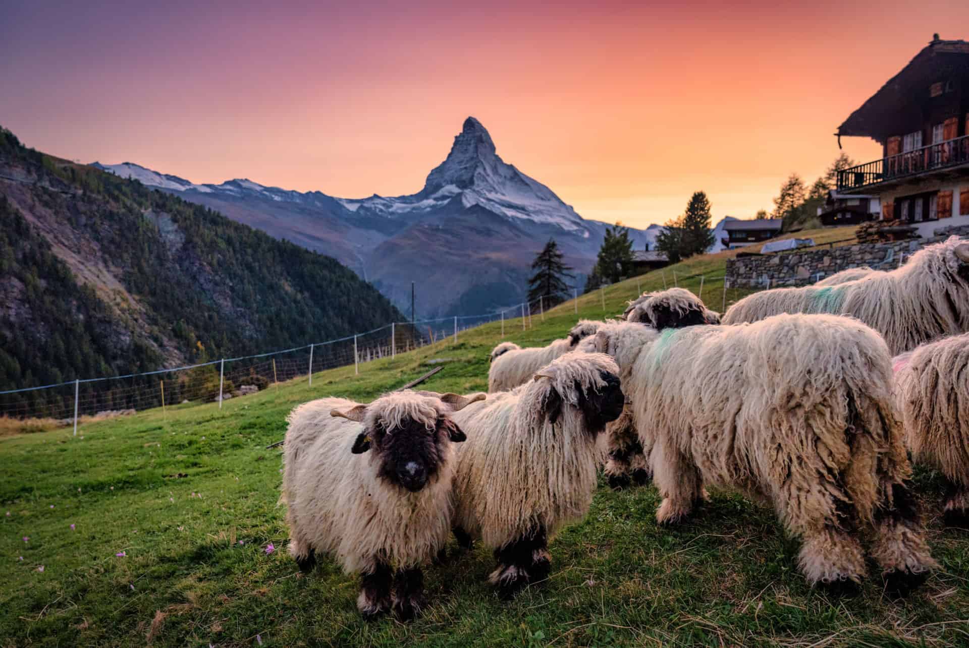 quand partir pour voir les plus belles randonnees en suisse