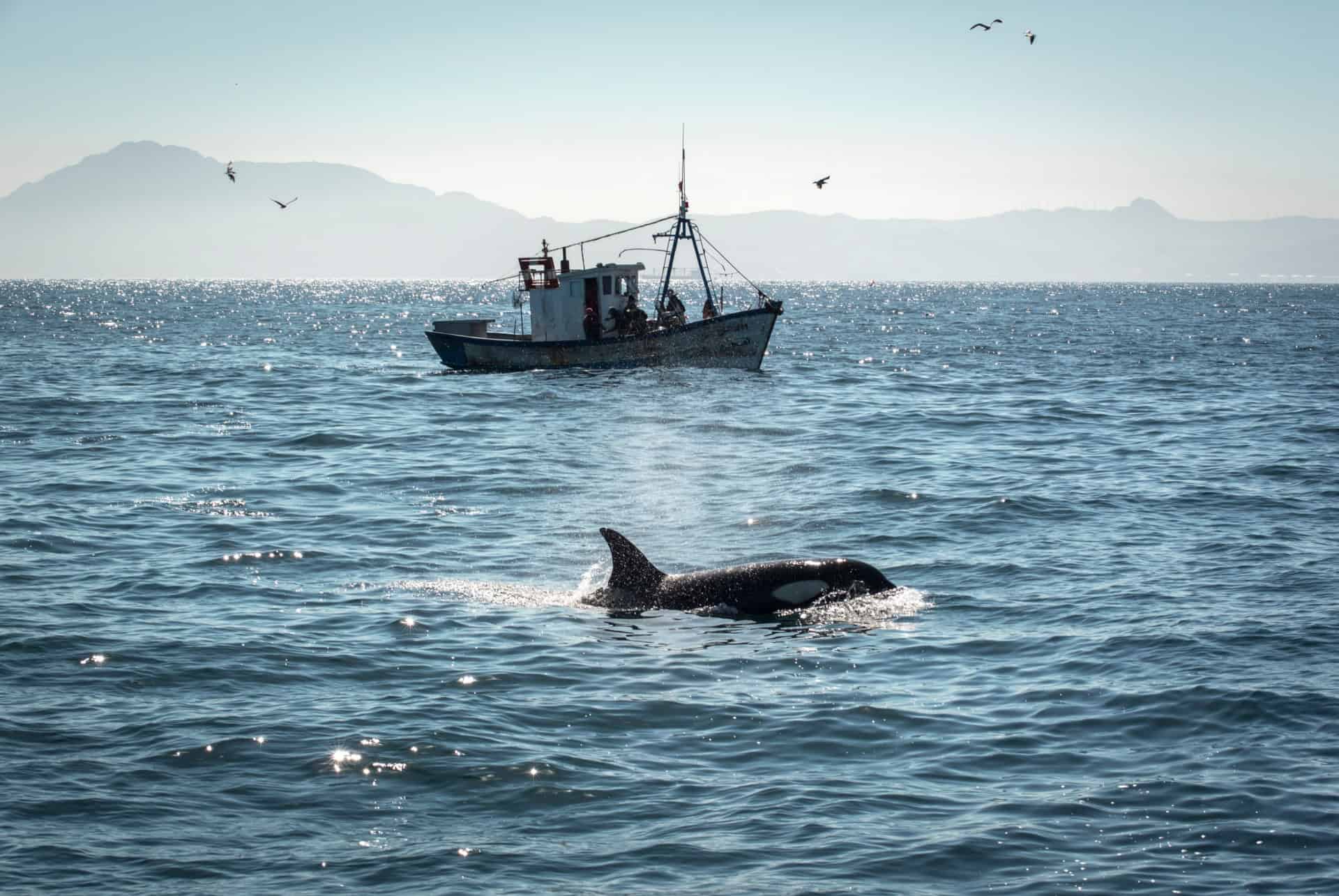 que faire à tarifa observation de baleines