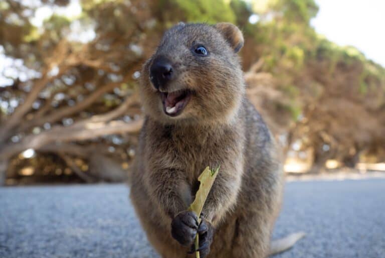 Rottnest Island en vélo et en ferry
