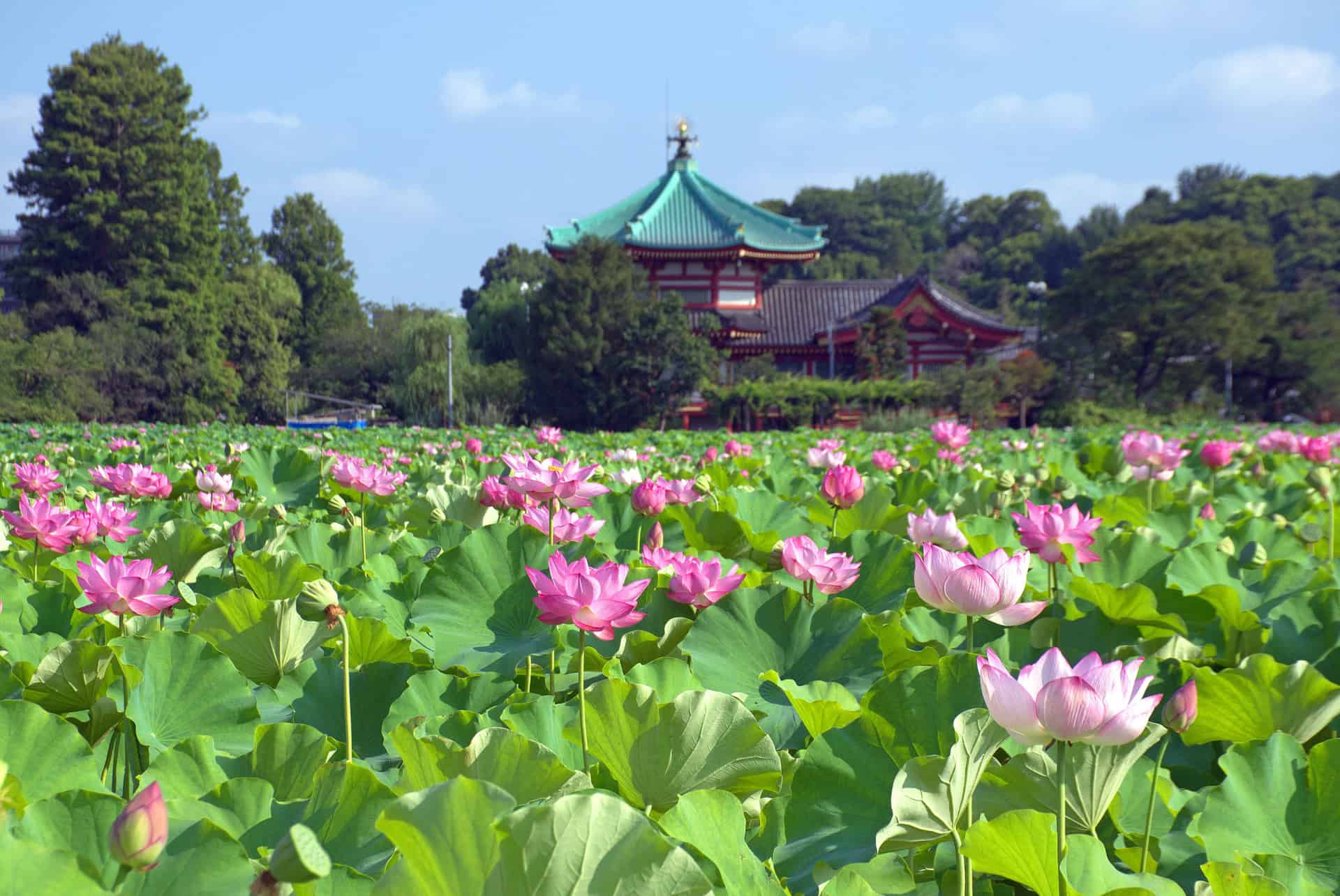 shinobazu ueno park