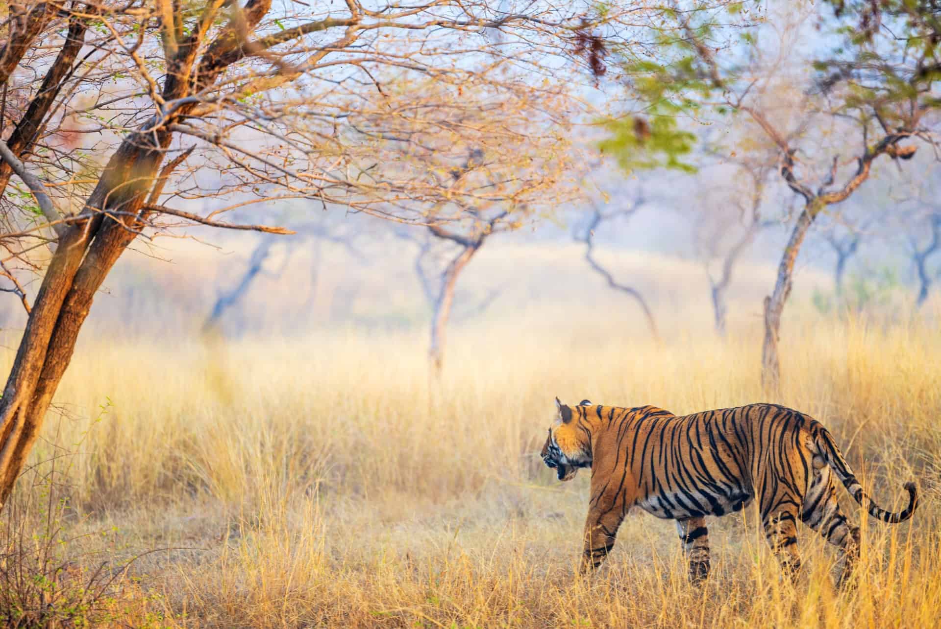 tigre du bengale dans le parc national de ranthambore inde
