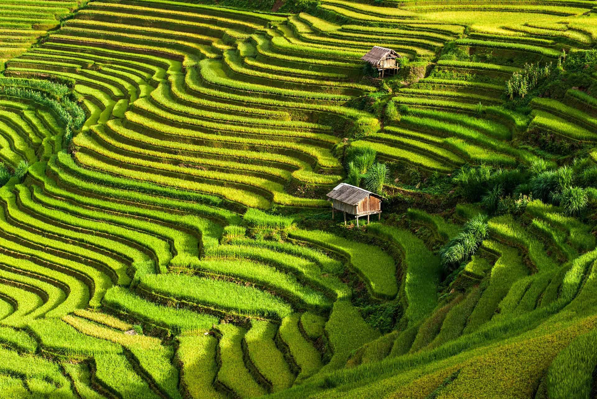 vietnam en juillet rizieres