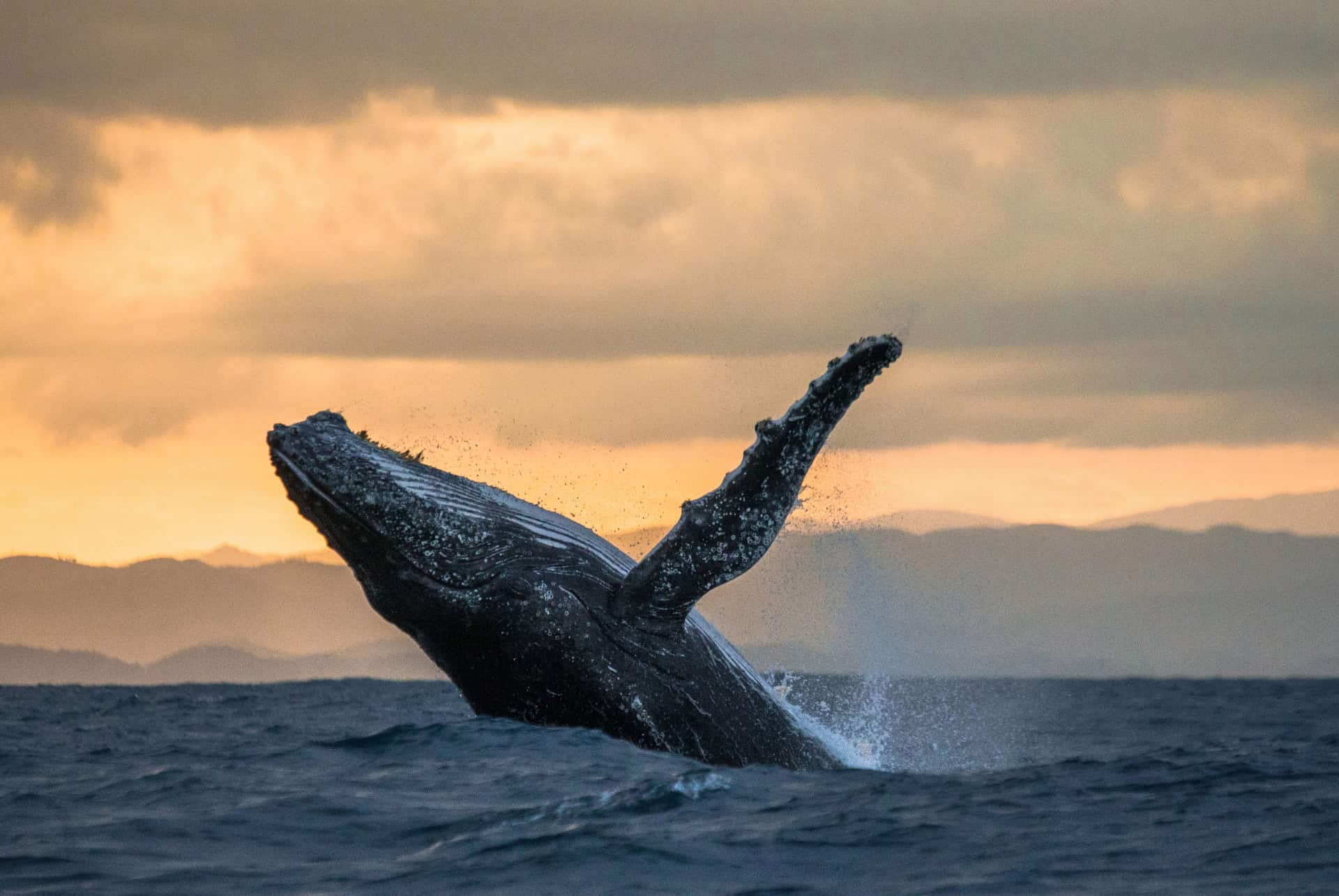 baleine a madagascar