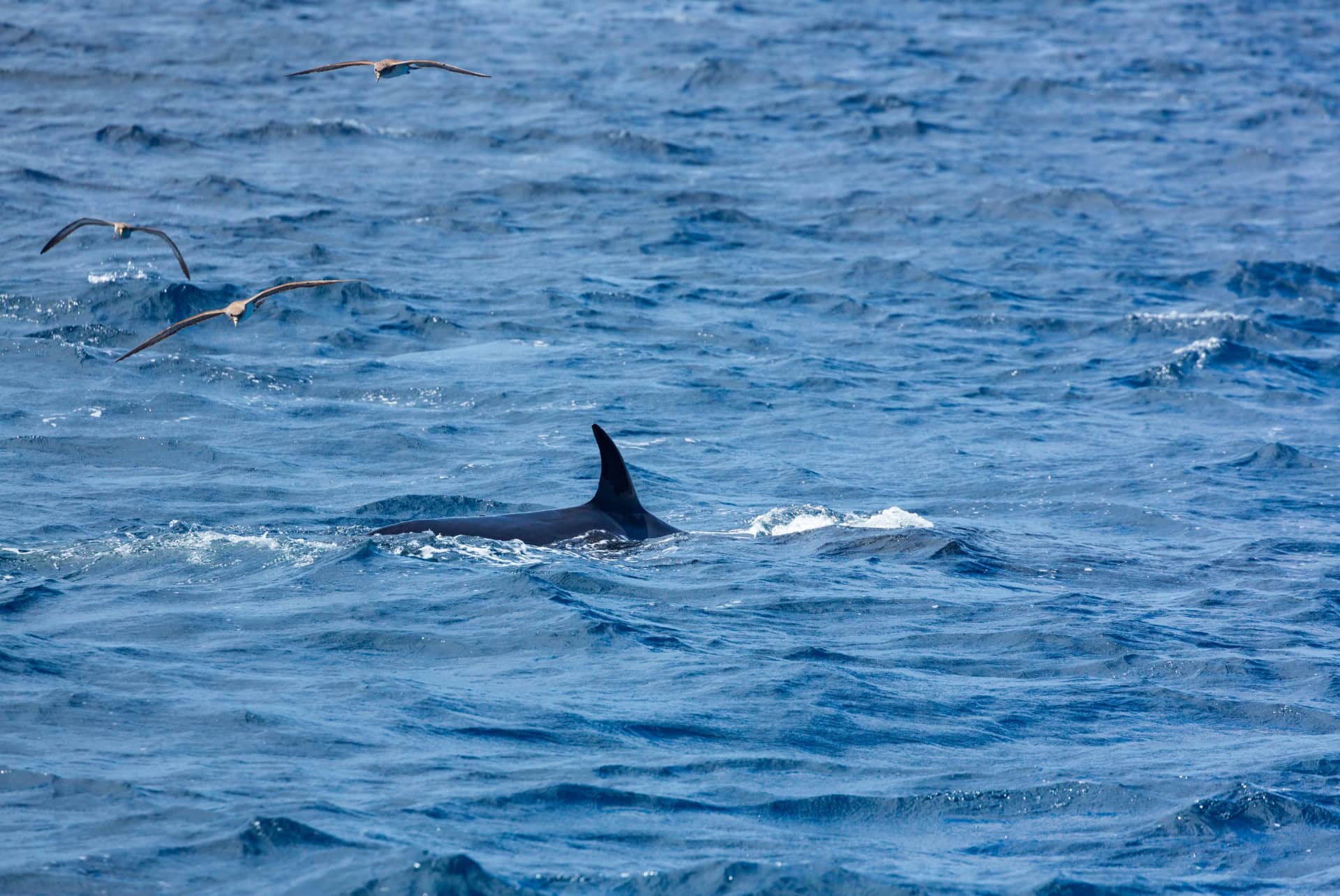 baleines a tenerife rorqual commun