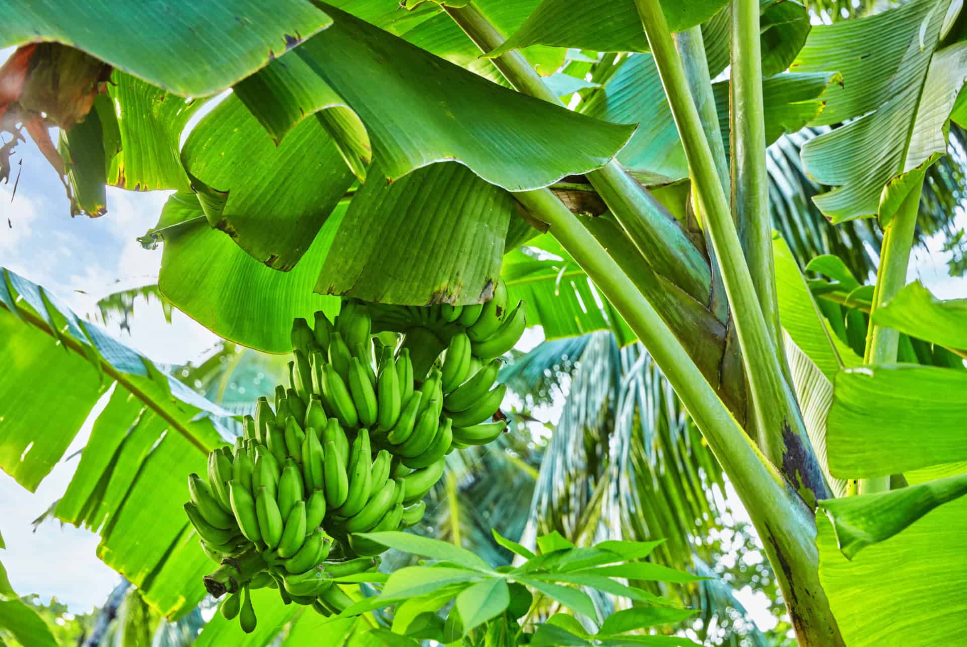 bananes plantain