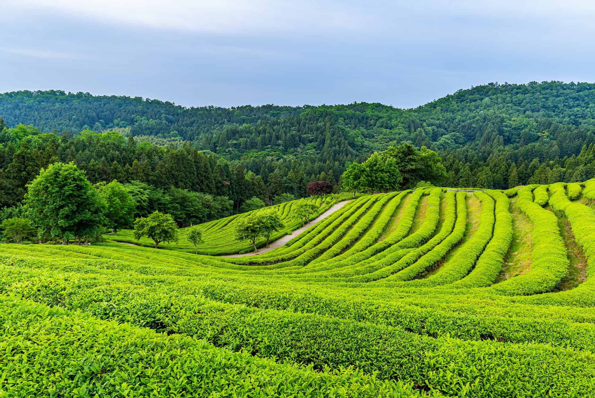 boseong plantations de the coree du sud