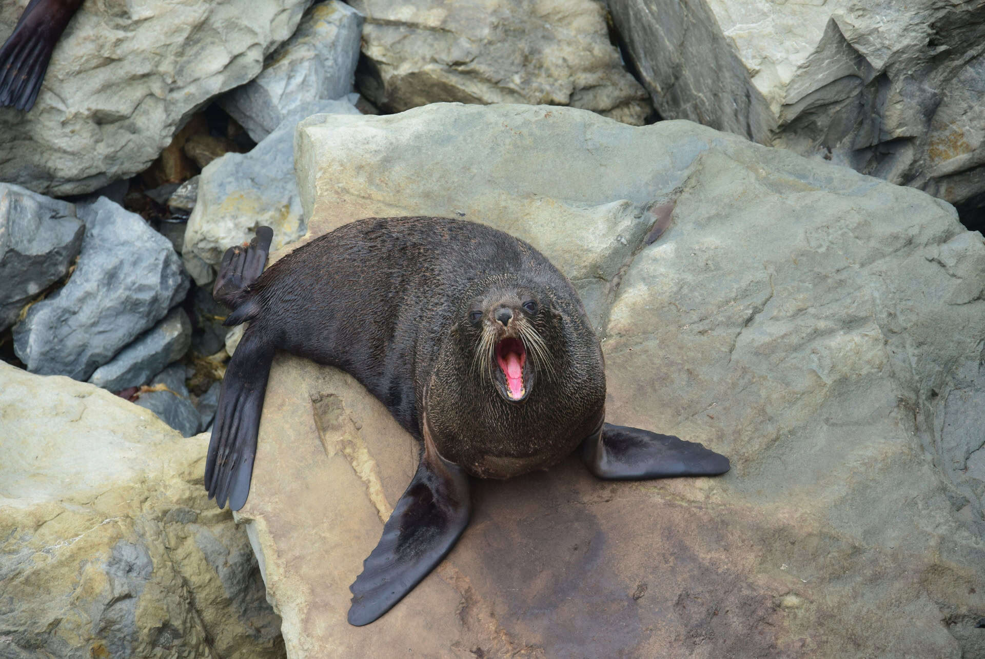 colonie otaries kaikoura