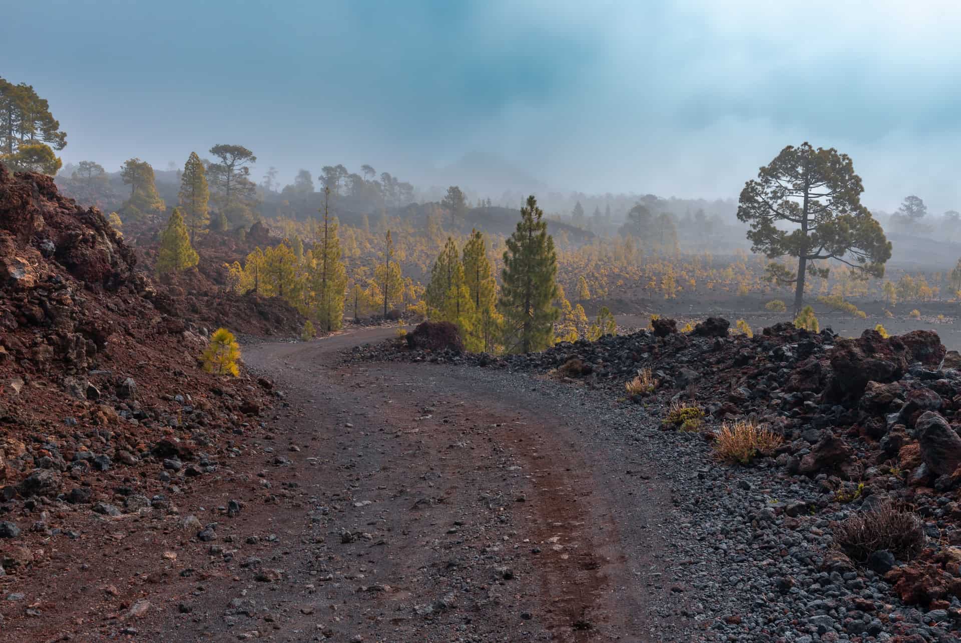 corona forestal tenerife en juillet