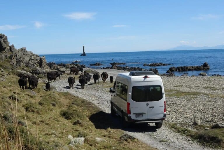 Safari sur la côte Sud