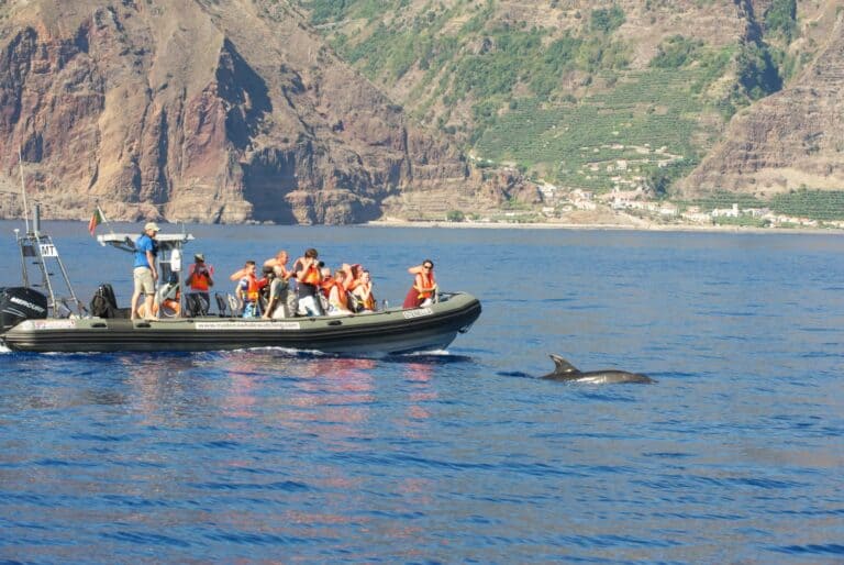Croisière d'observation en hors-bord depuis Calheta