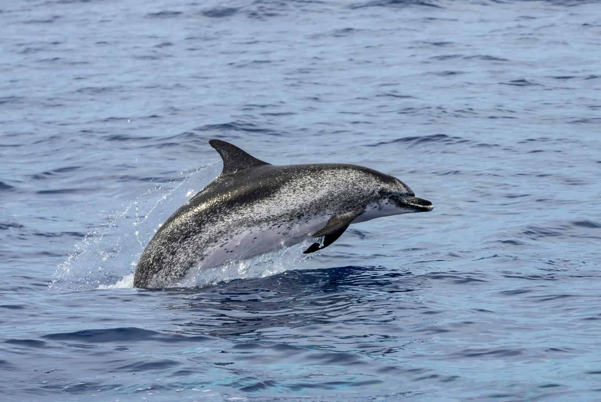 dauphin tachete