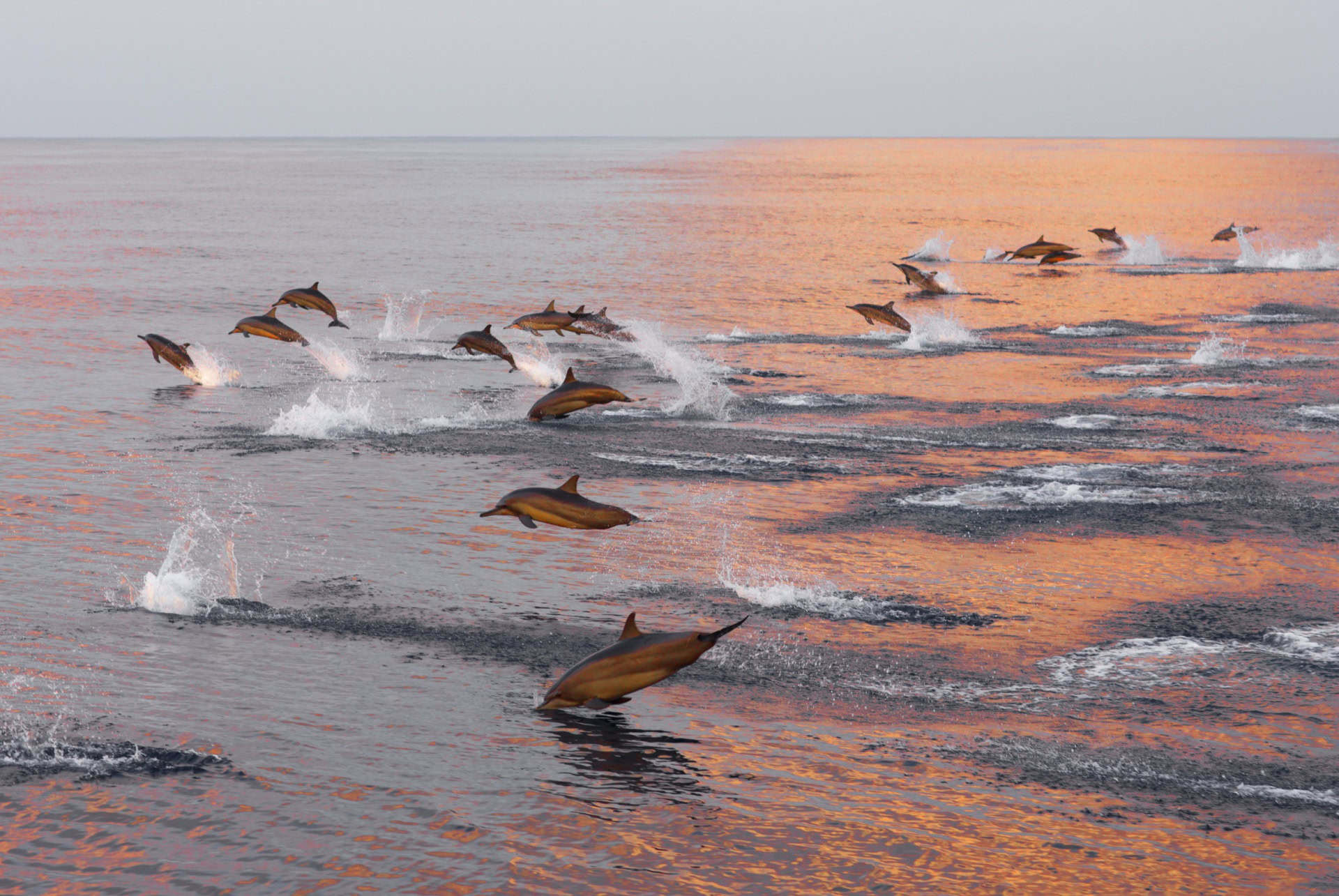 dauphins maldives