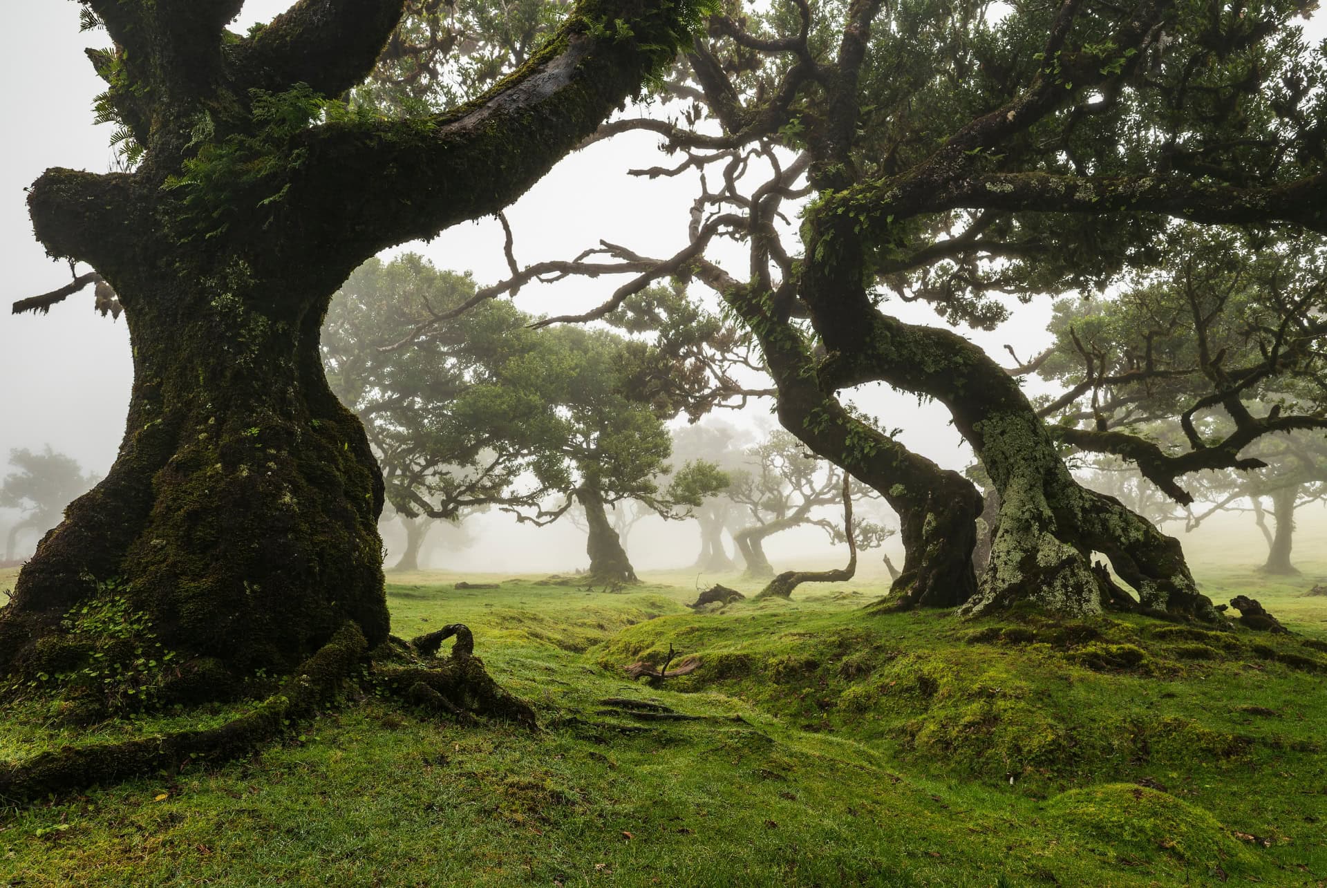 foret mystique fanal