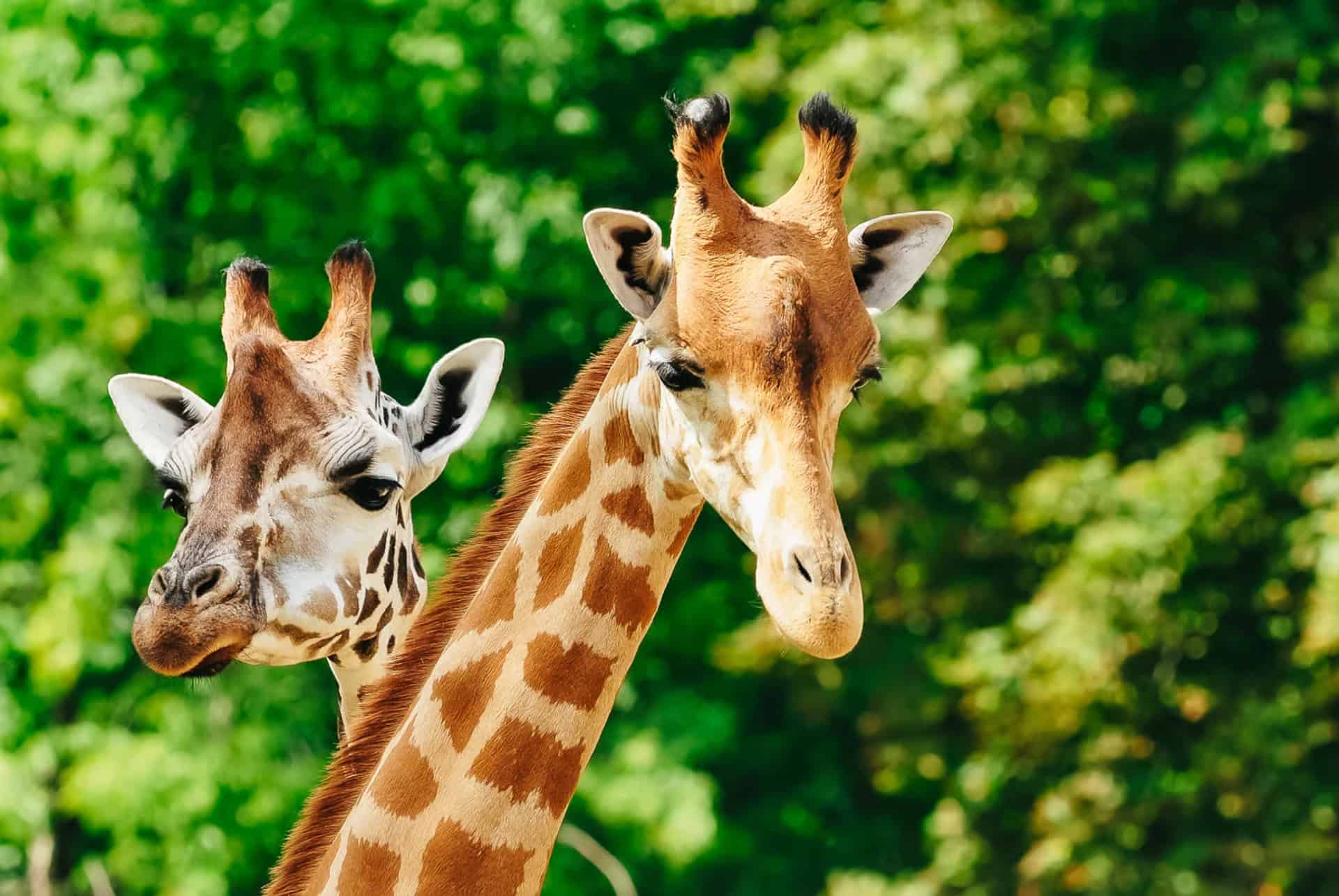 girafes au zoo du parc franklin