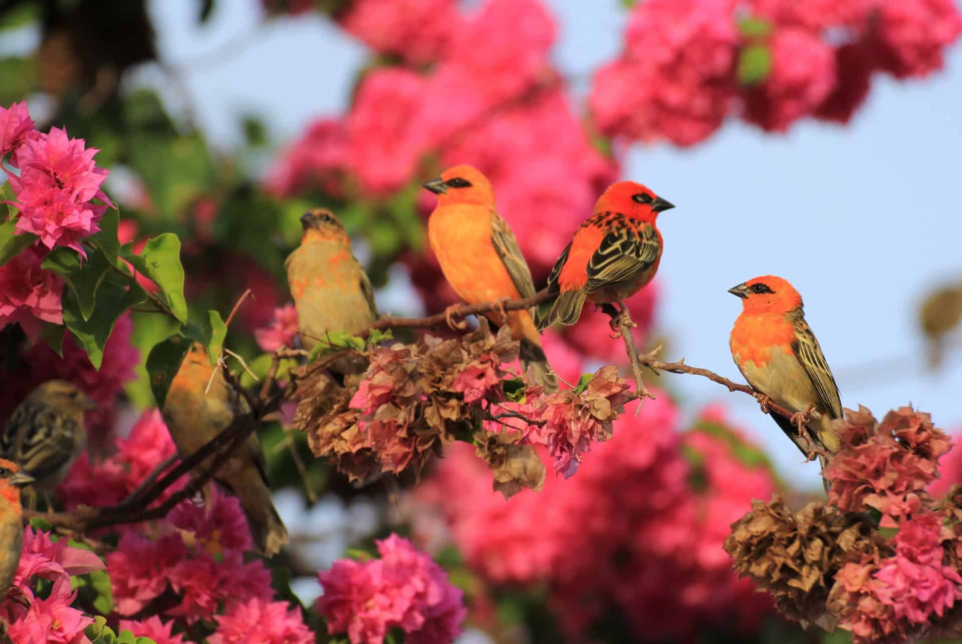 ile aux oiseaux seychelles