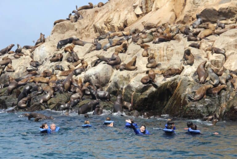 Excursion aux îles Palomino et nage avec les lions de mer 