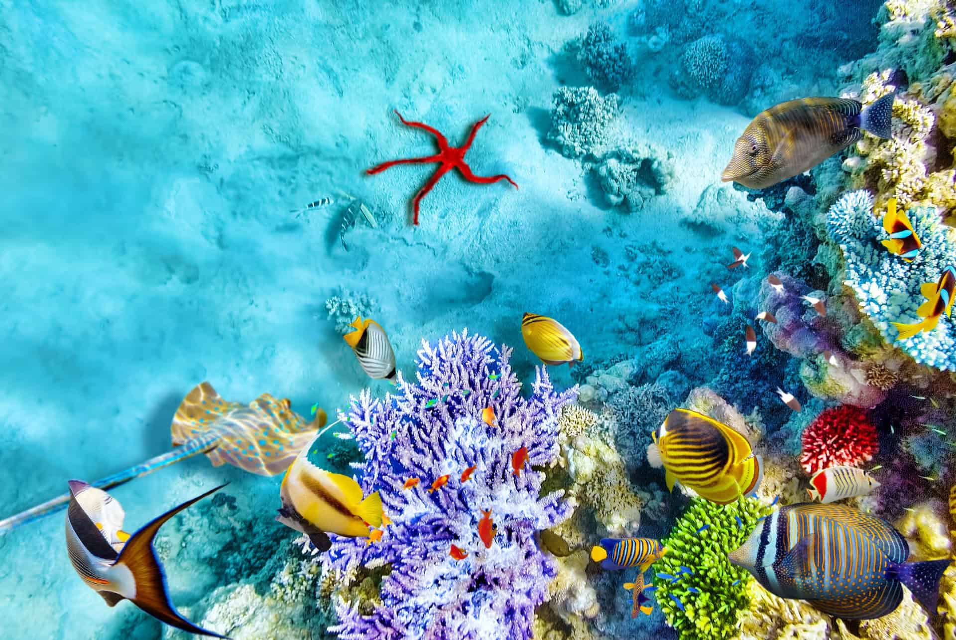 jardins de corail