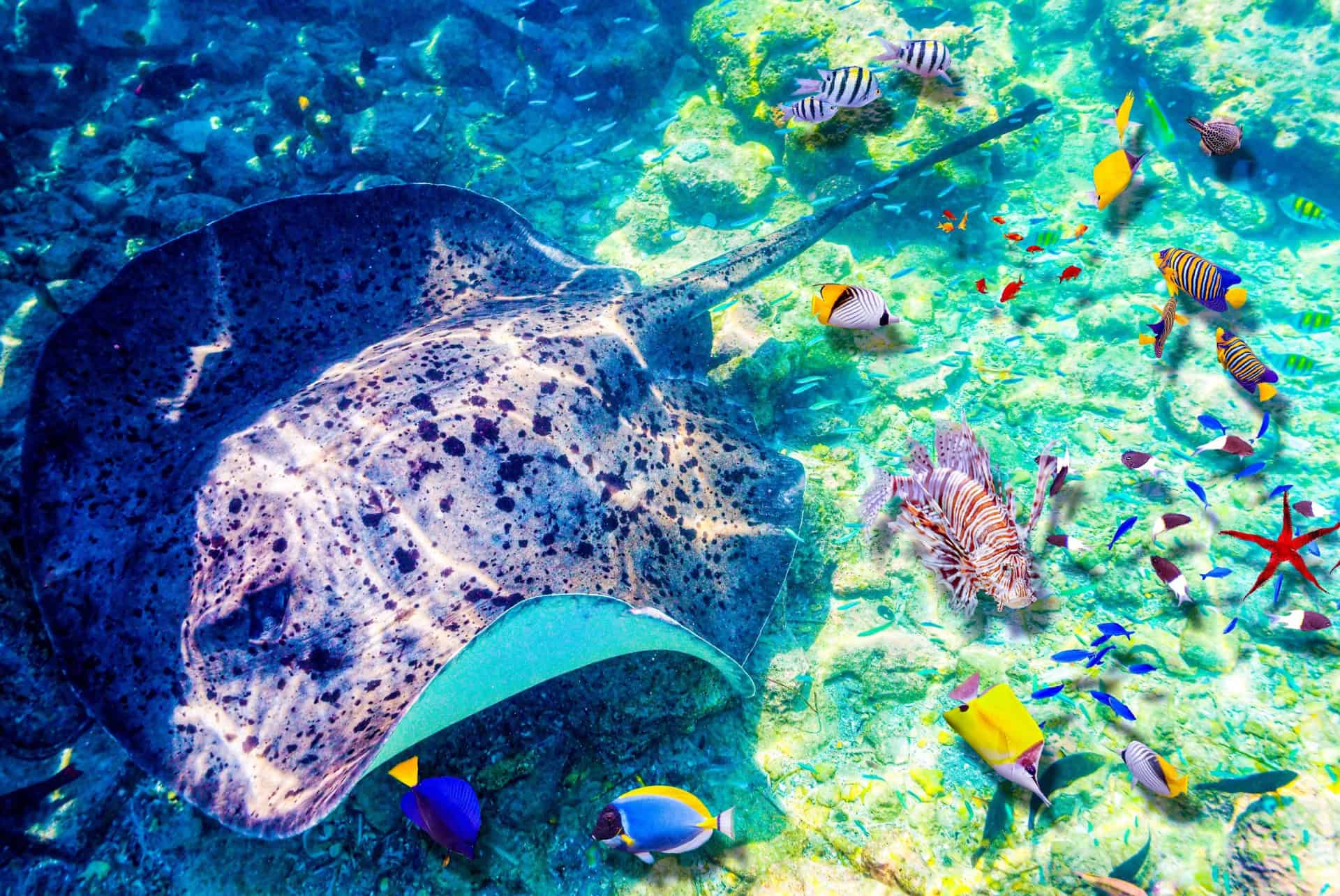 maldives en fevrier raies