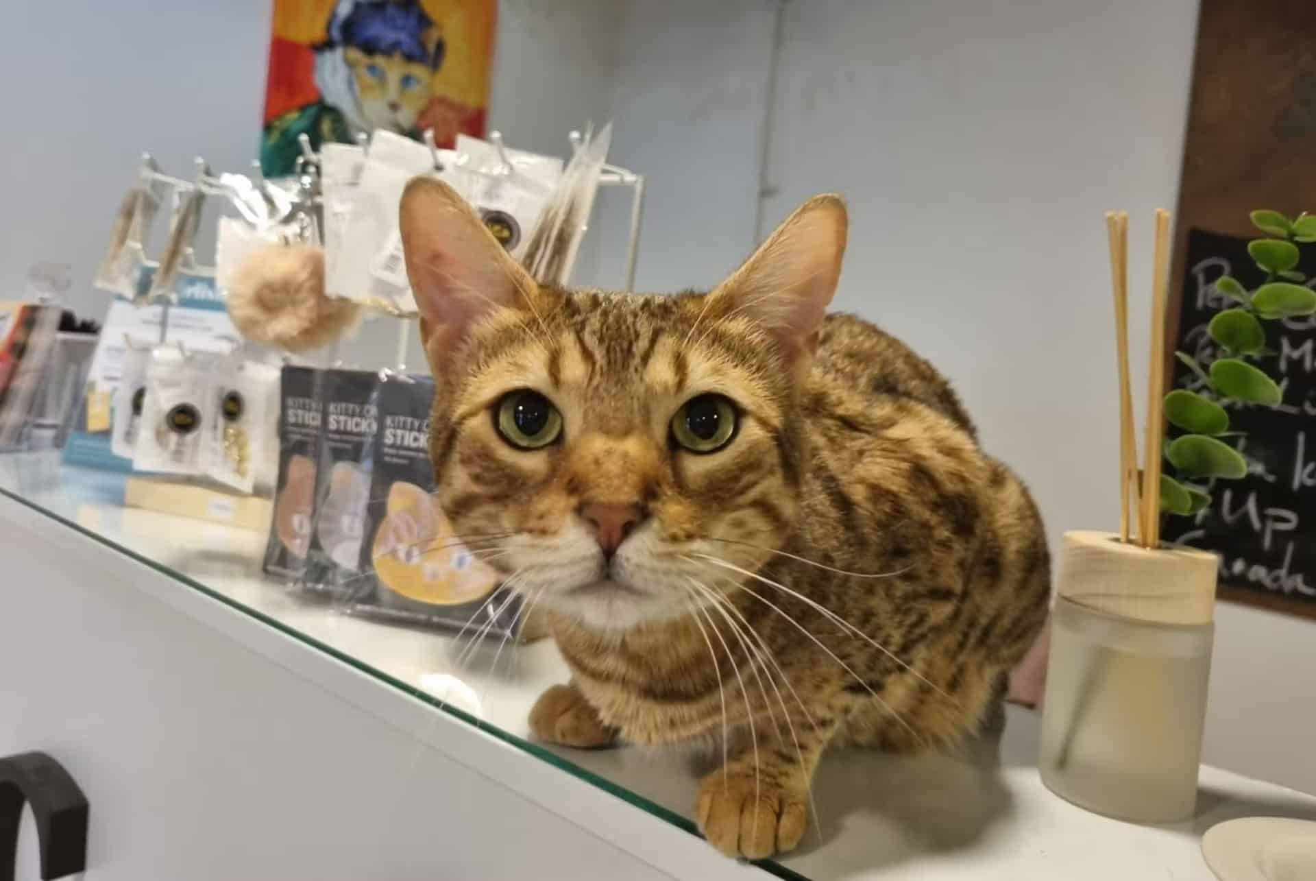 musee du chat budapest