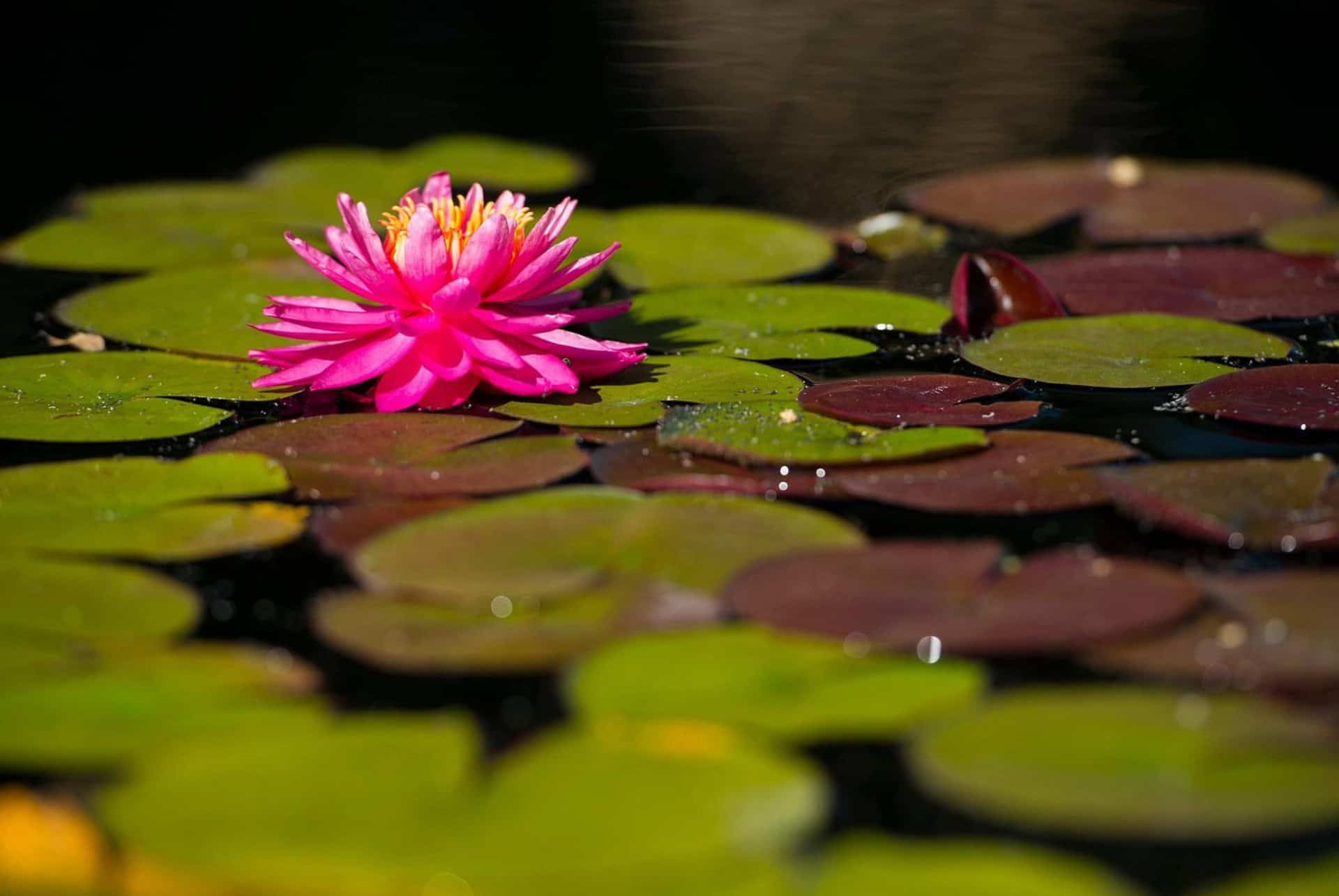 nenuphar au jardin botanique