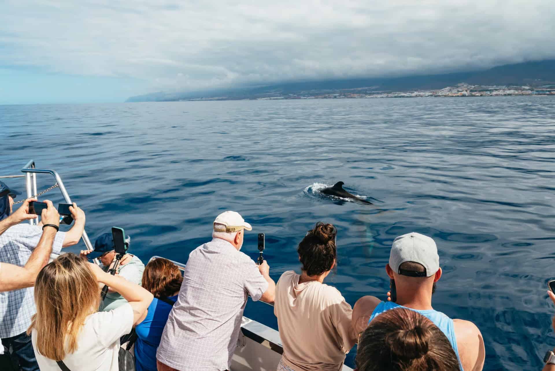observation des baleines tenerife