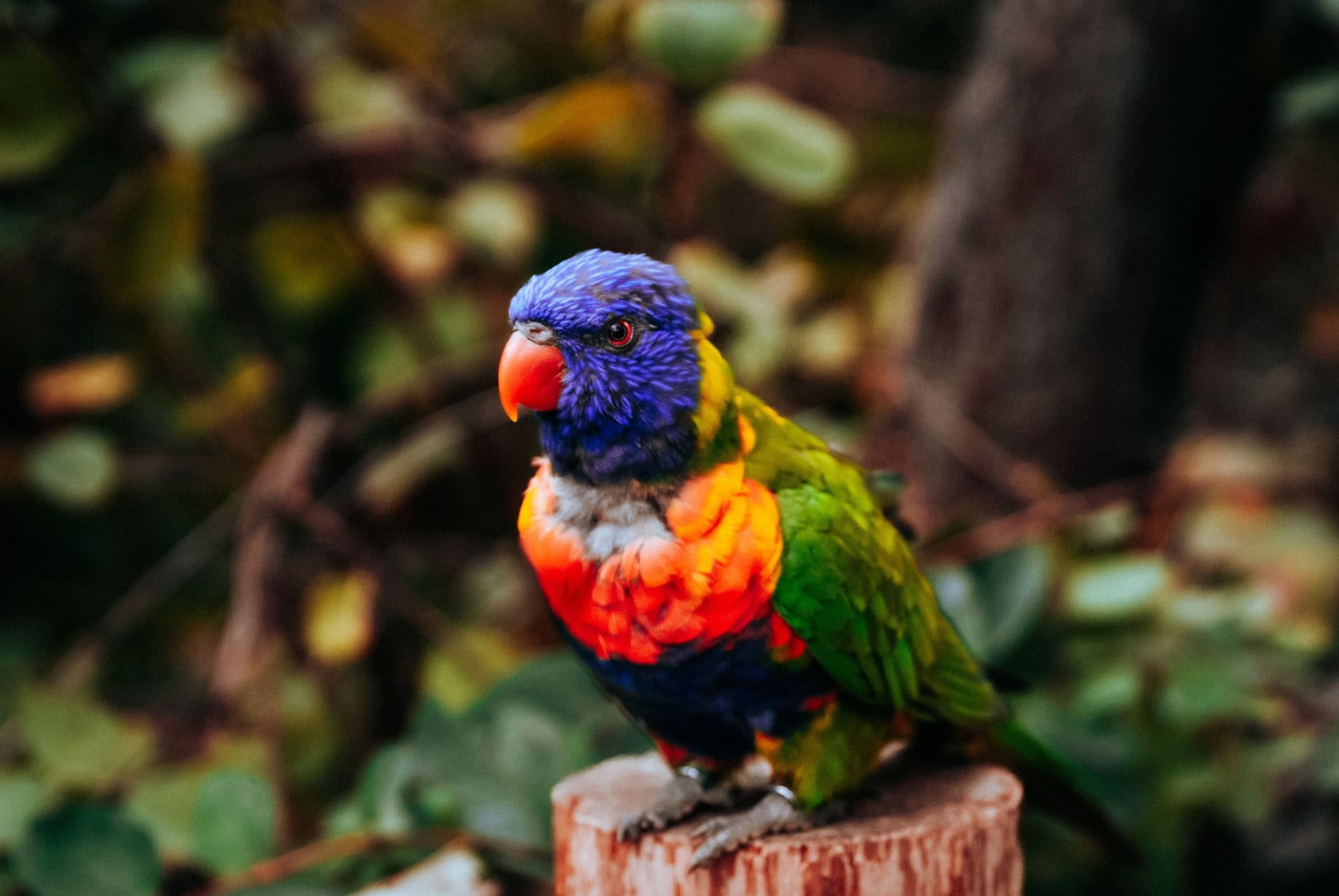 oiseau colore au zoo de denver