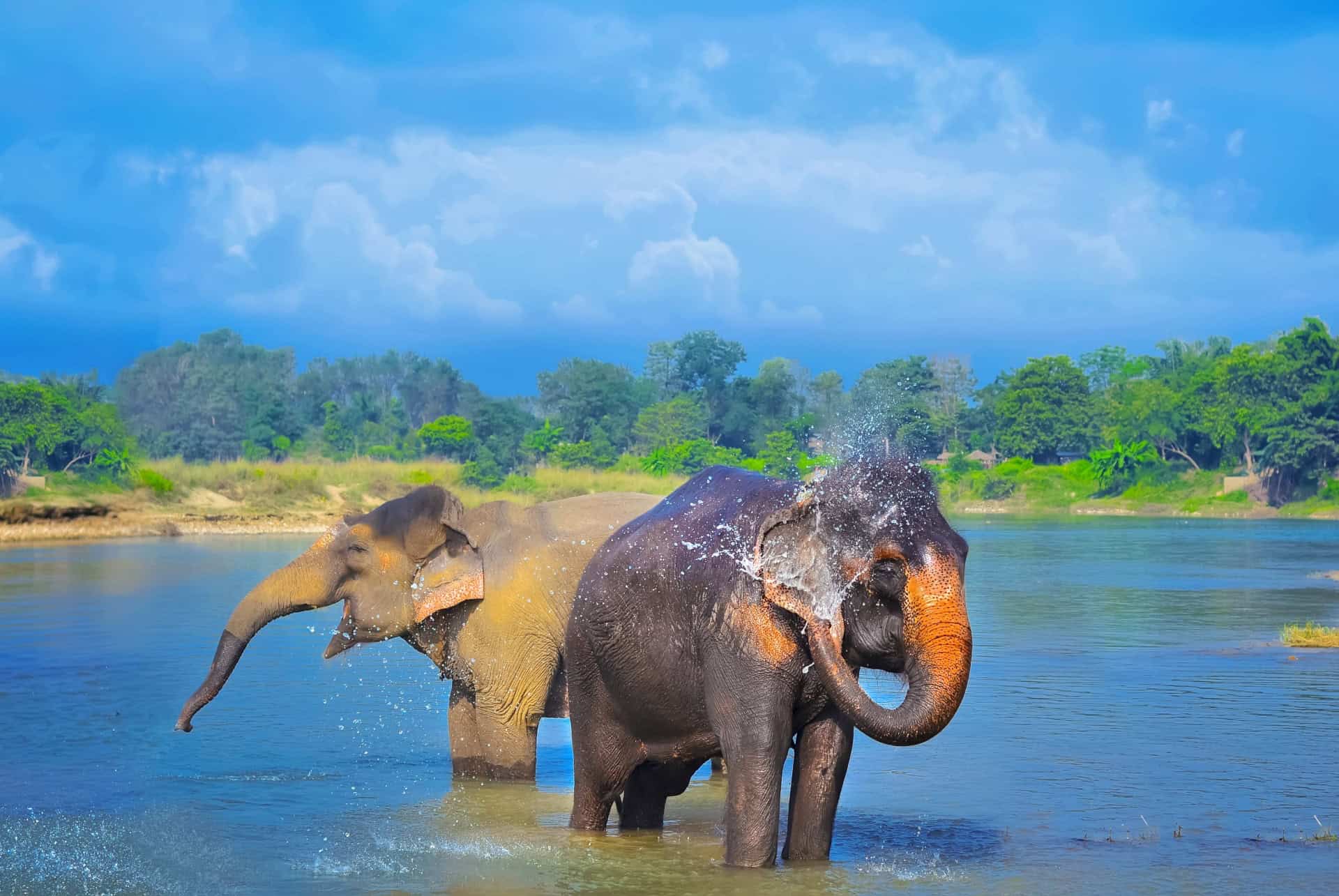 parc national du chitwan nepal