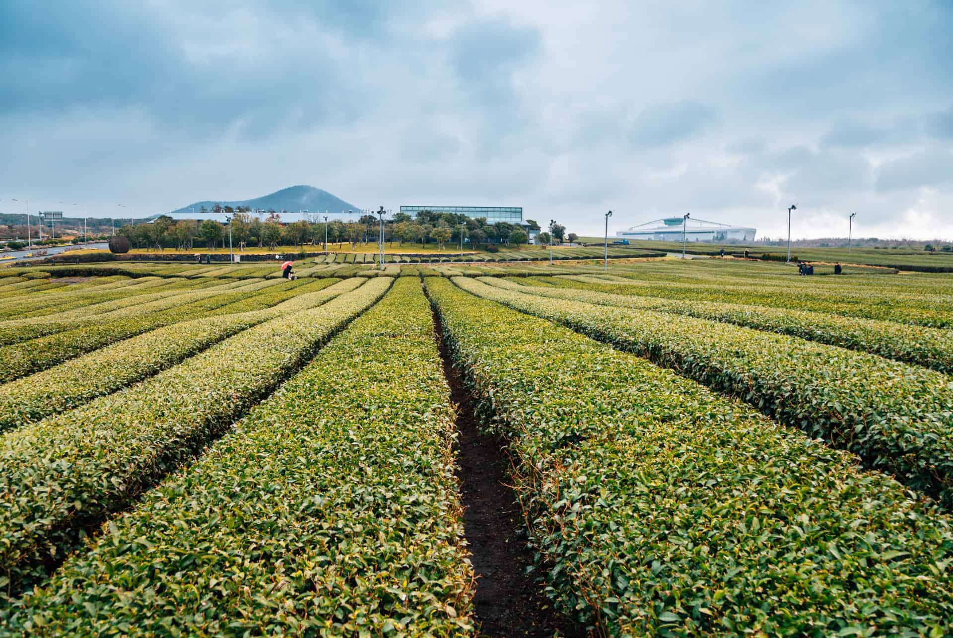 plantations de the osulloc green tea jeju