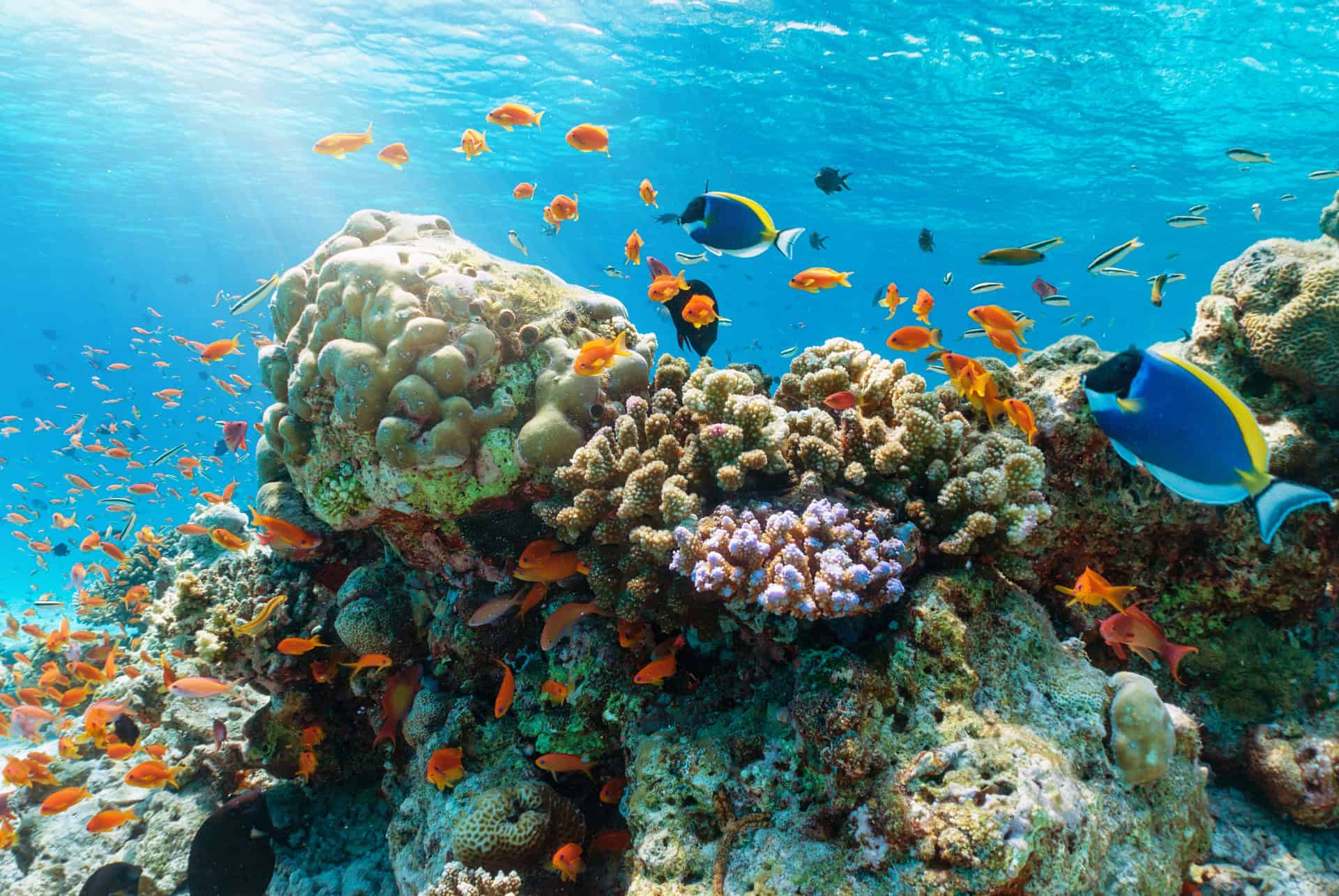 plongee aux maldives en mars