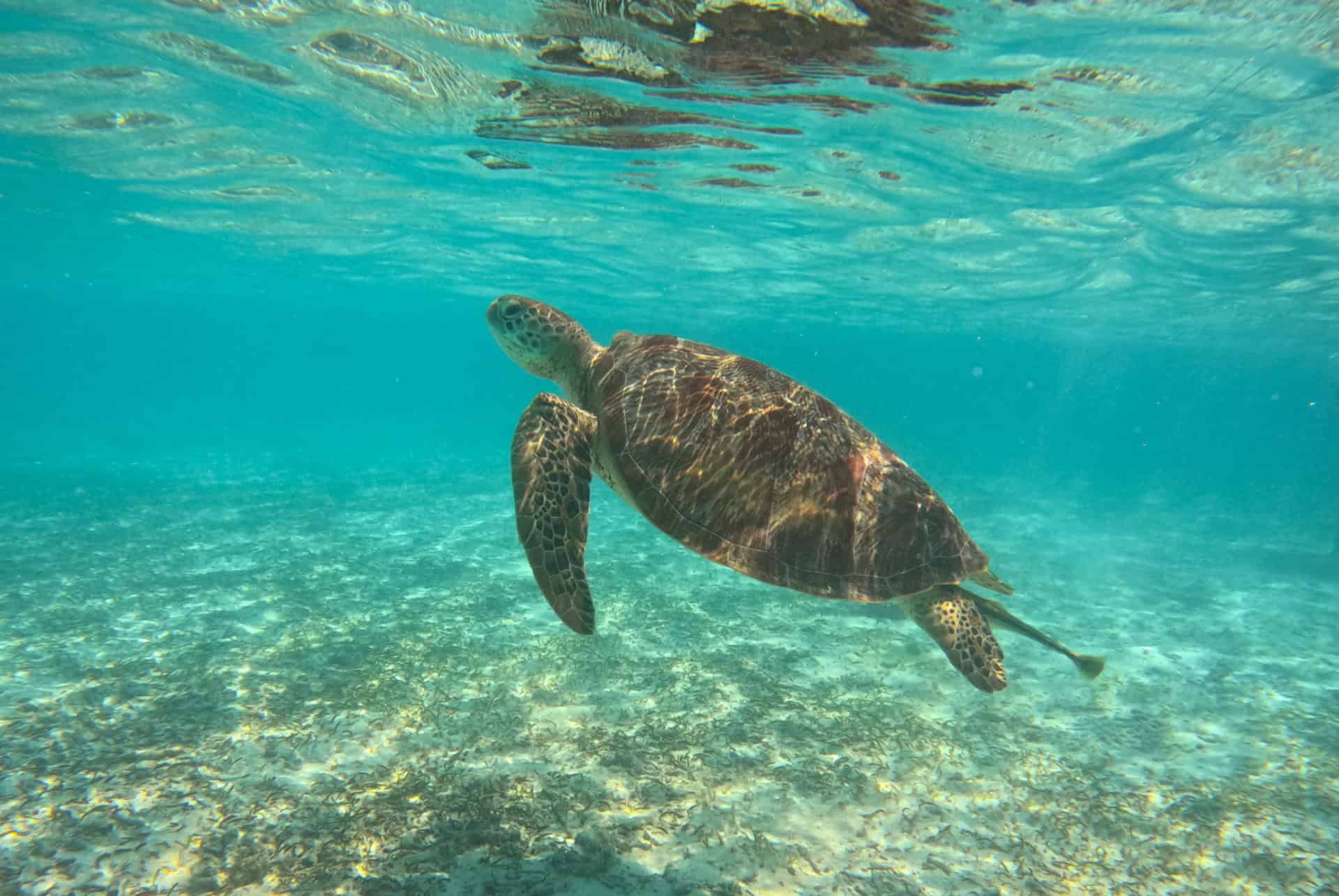 plongee maldives