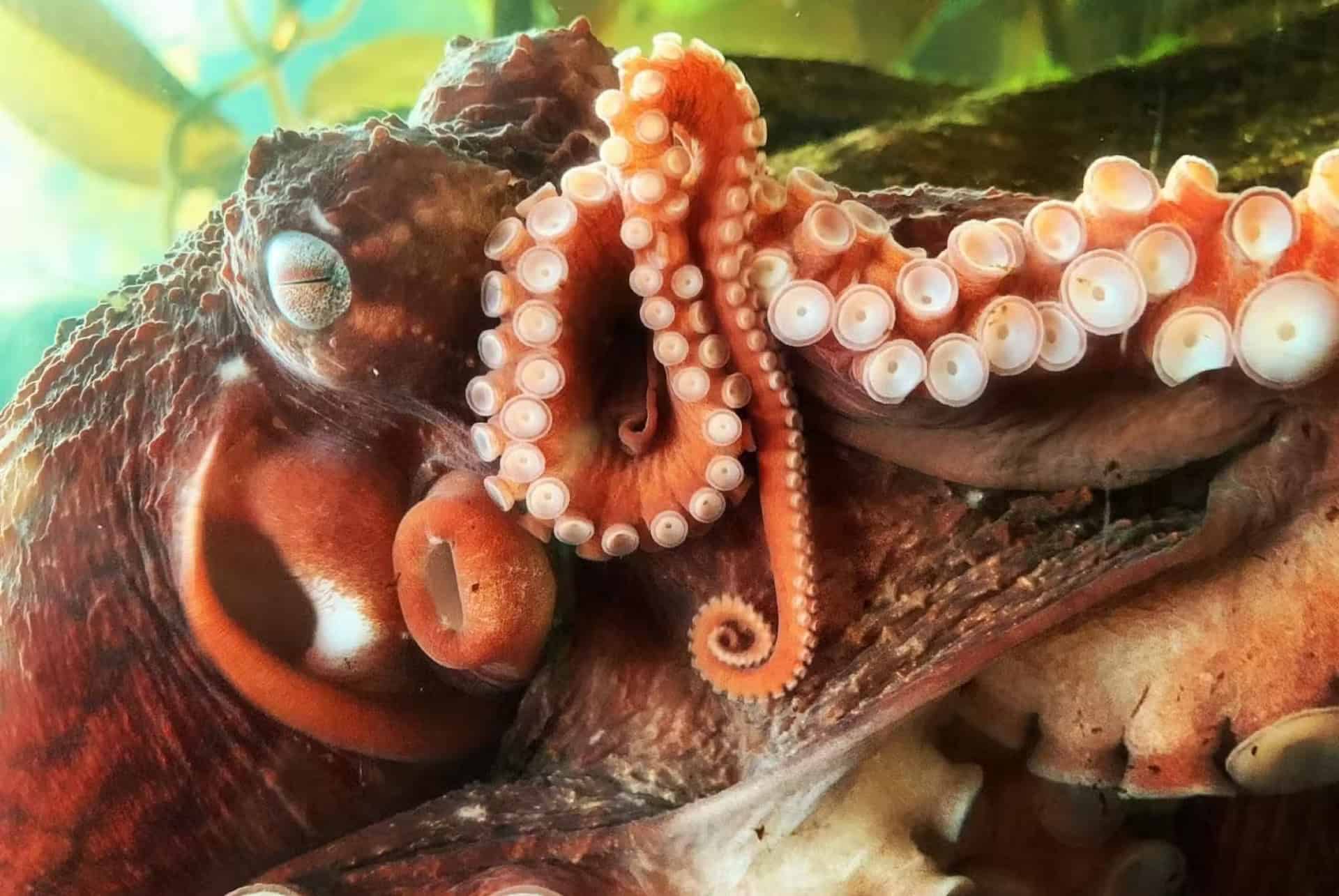 que faire a denver visiter aquarium