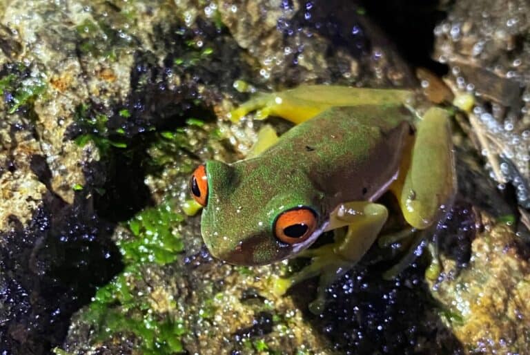 Randonnée nocturne à Monteverde