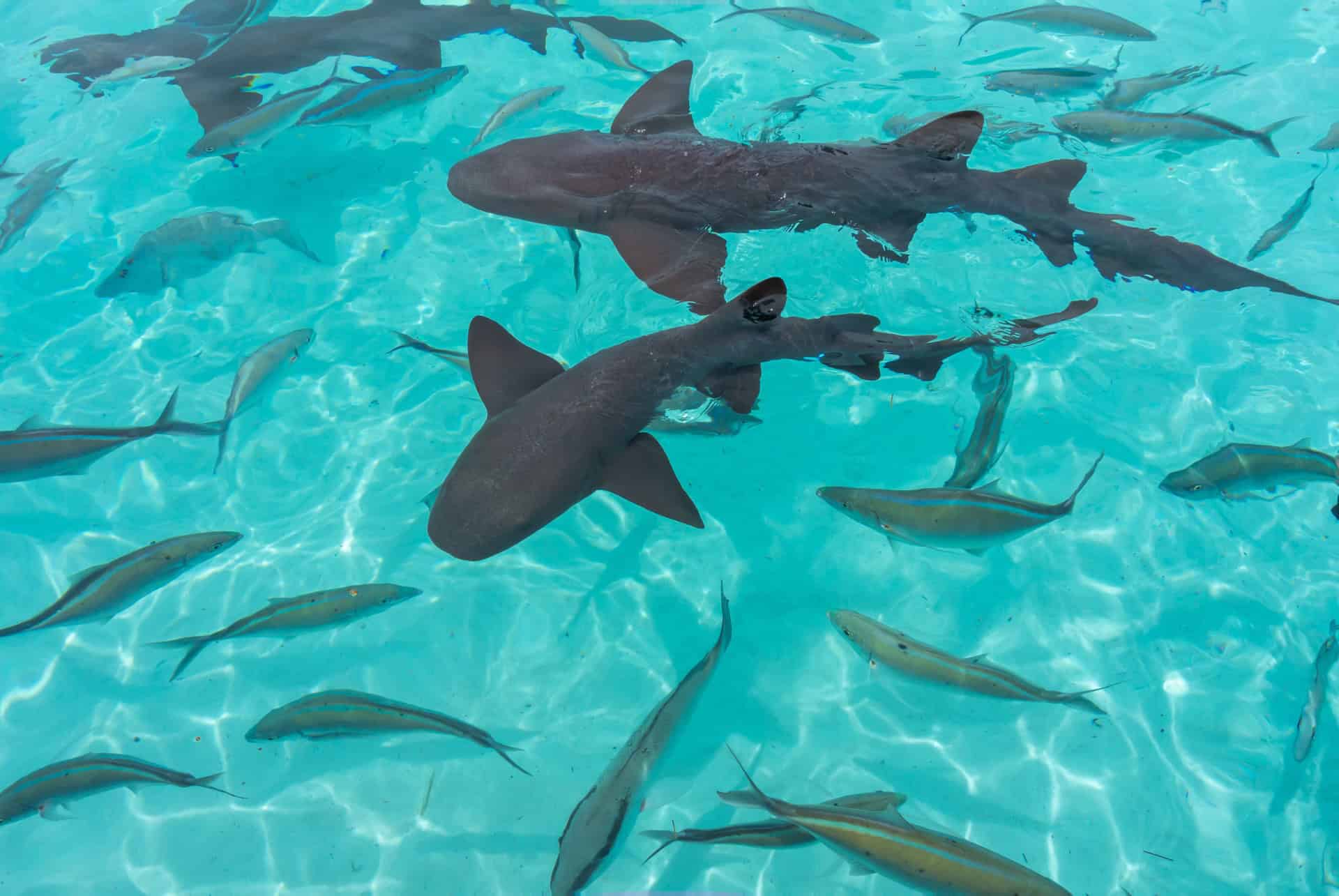 requins bahamas
