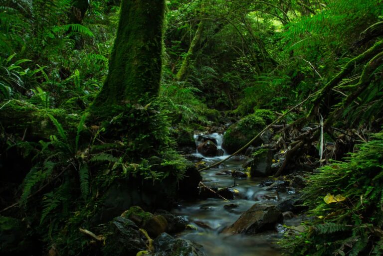 Visite nocturne de Zealandia