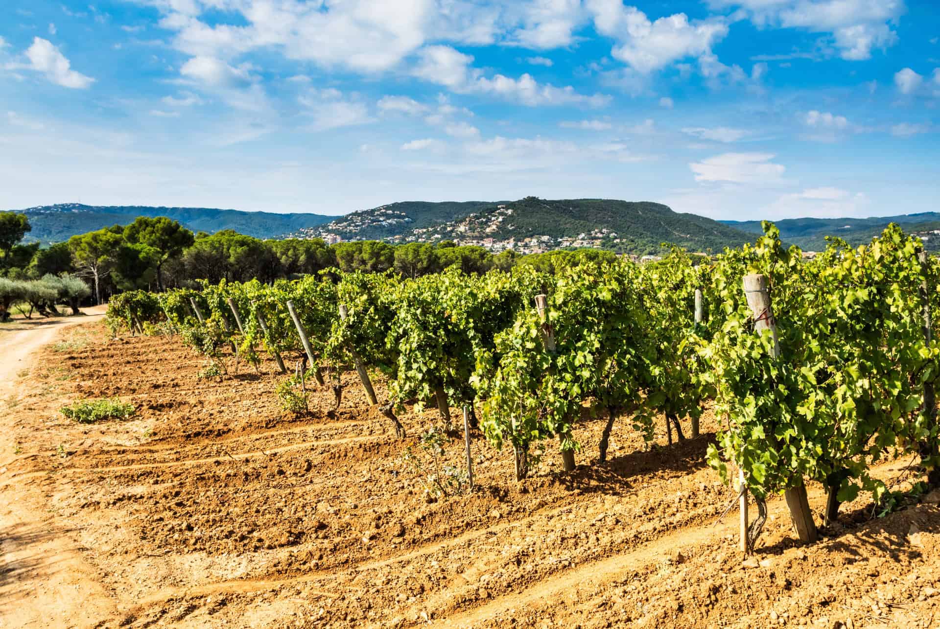 route des vins