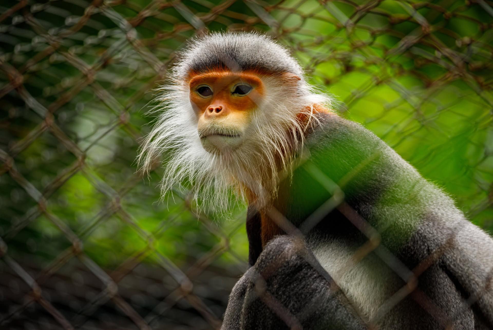 singe vietnam