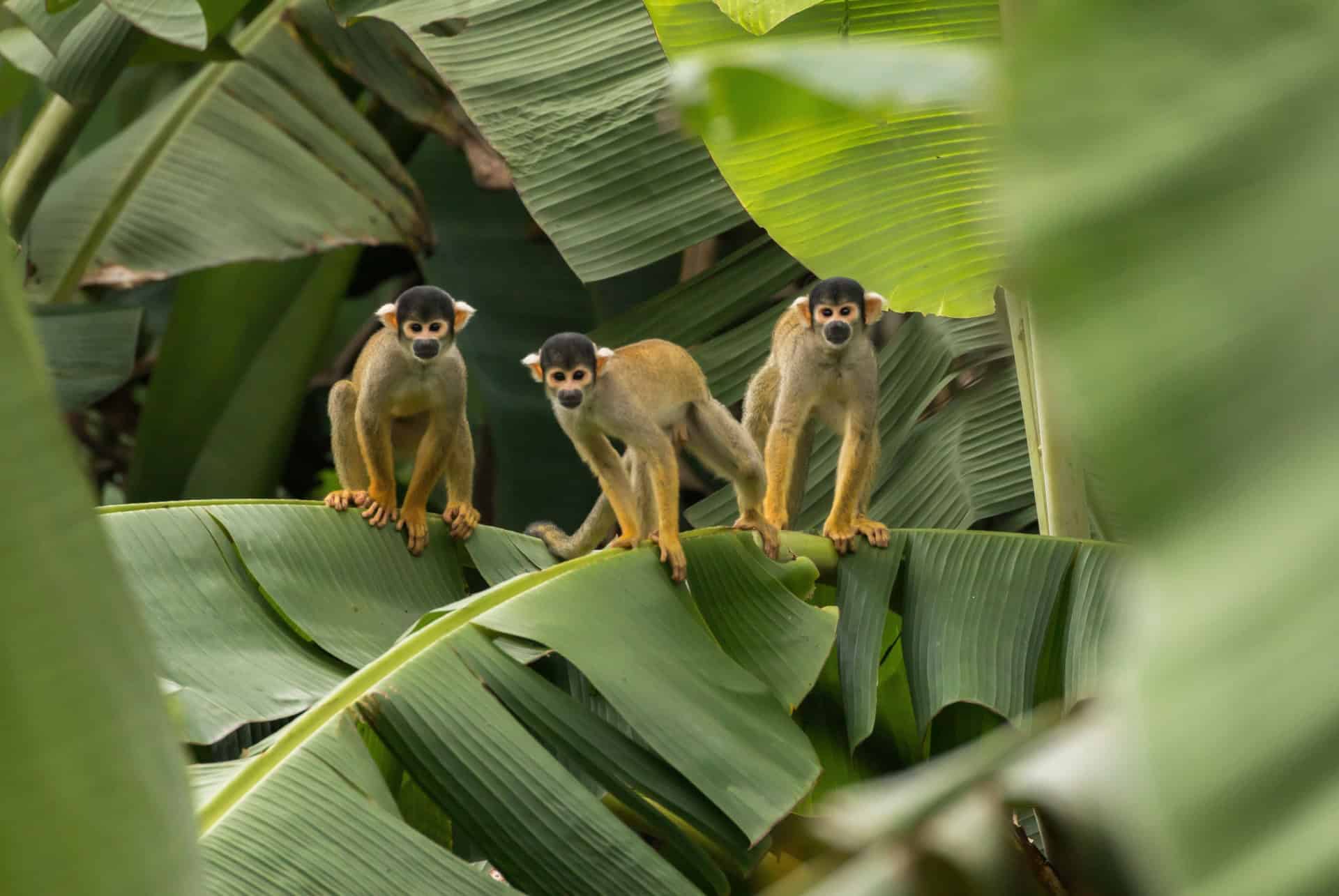 singes dans la reserve de tambopata au perou