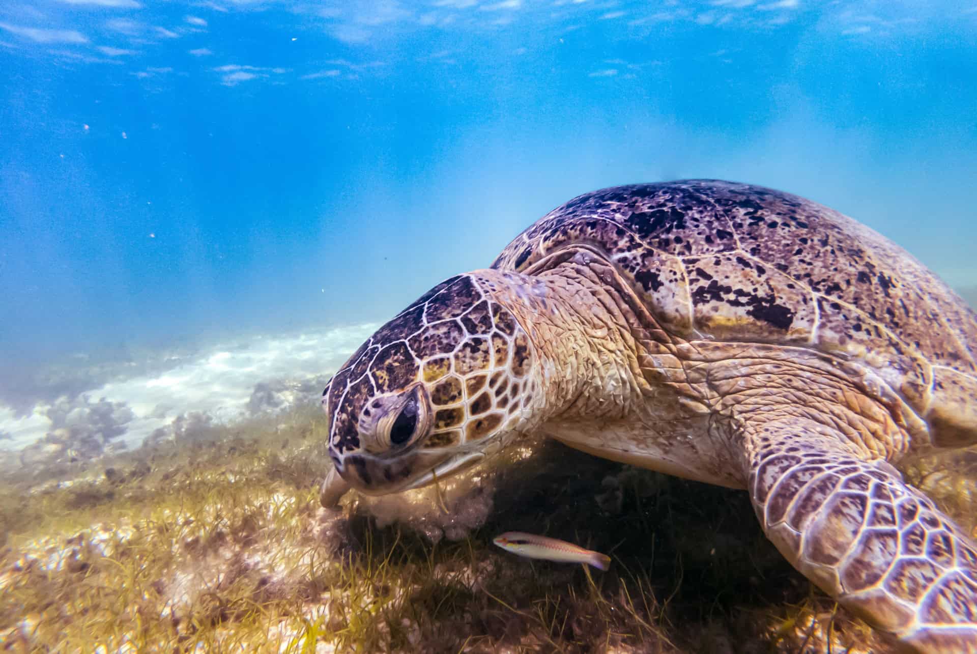 tortue a madagascar