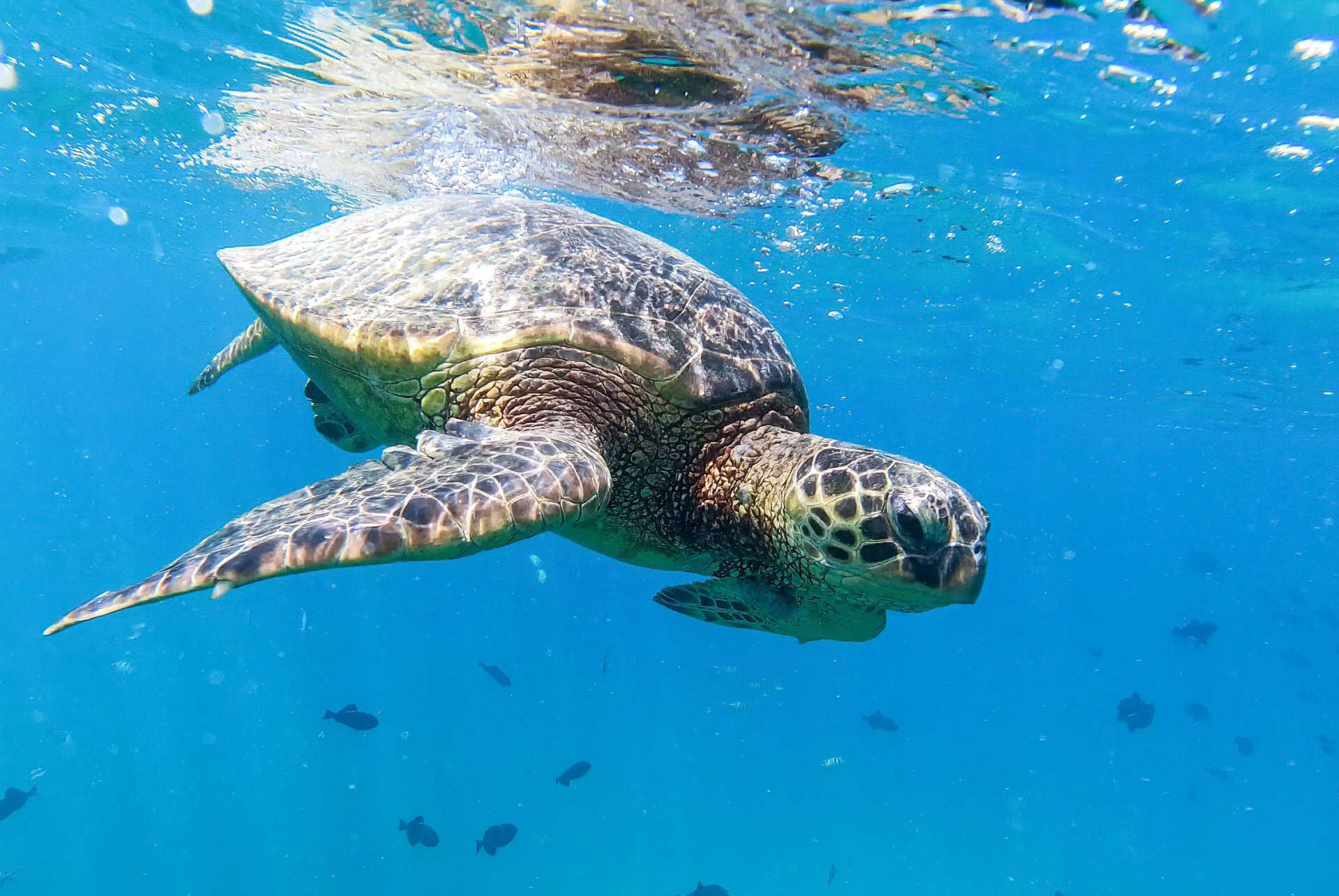 tortue oahu