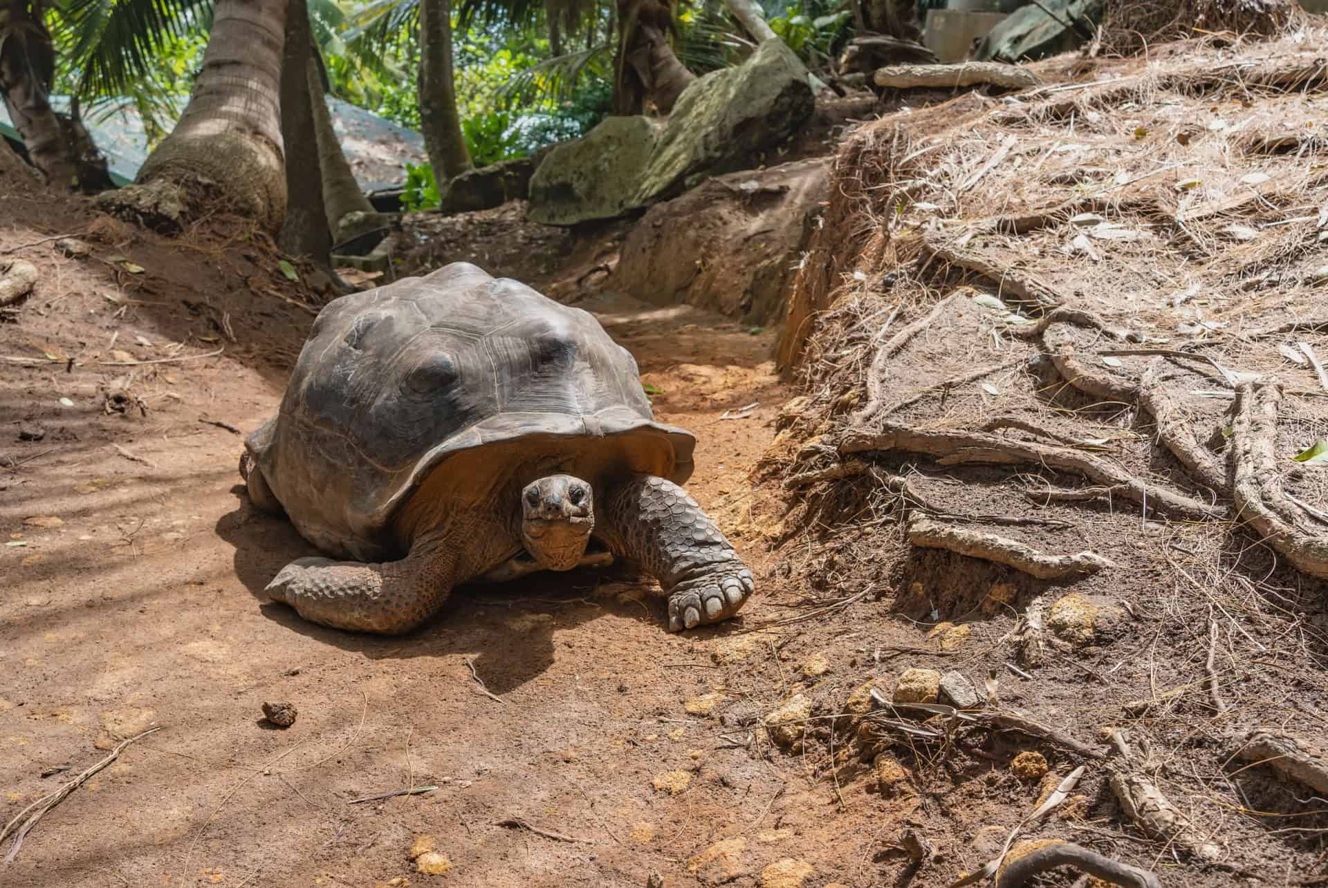 tortues geantes seychelles