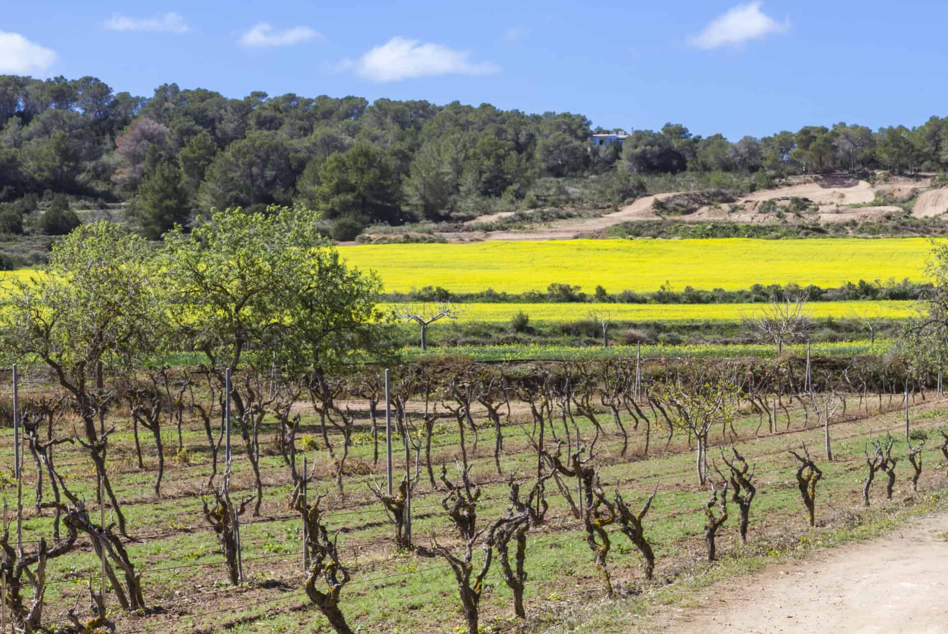 vignobles a ibiza