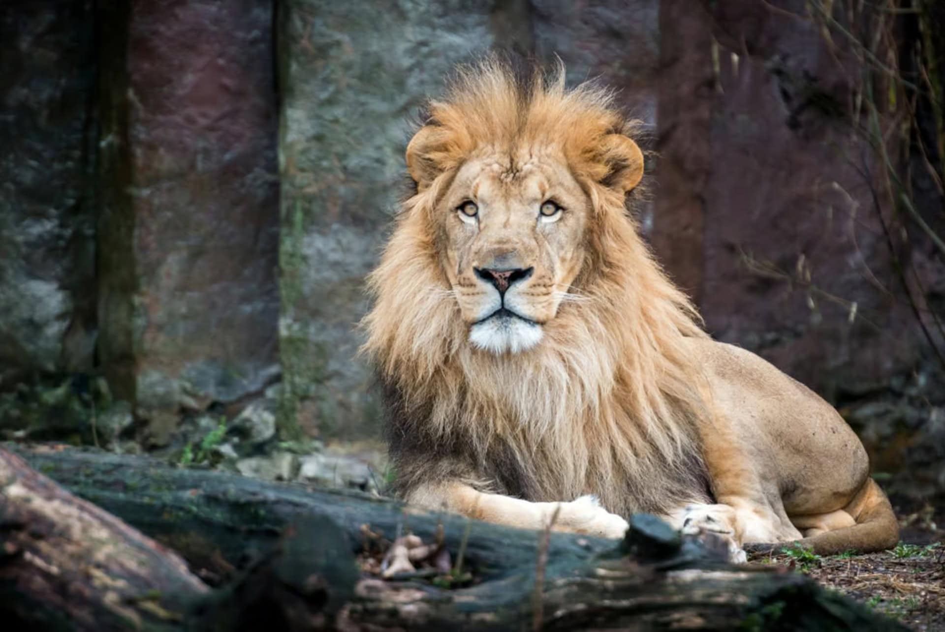 visiter boston lion au zoo du parc franklin