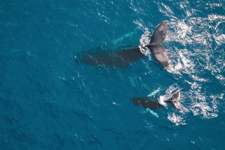 Observation des baleines depuis les airs