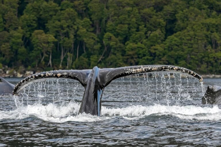 Observation des baleines au Détroit de Magellan
