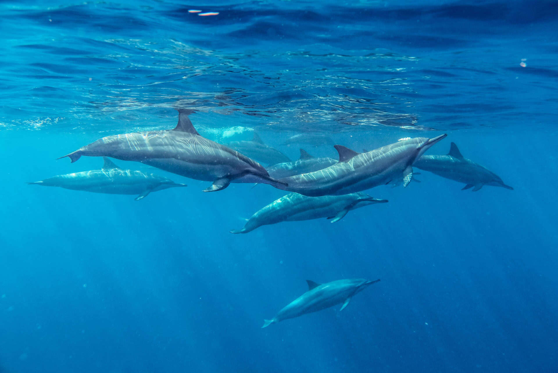 banc de dauphins a maurice