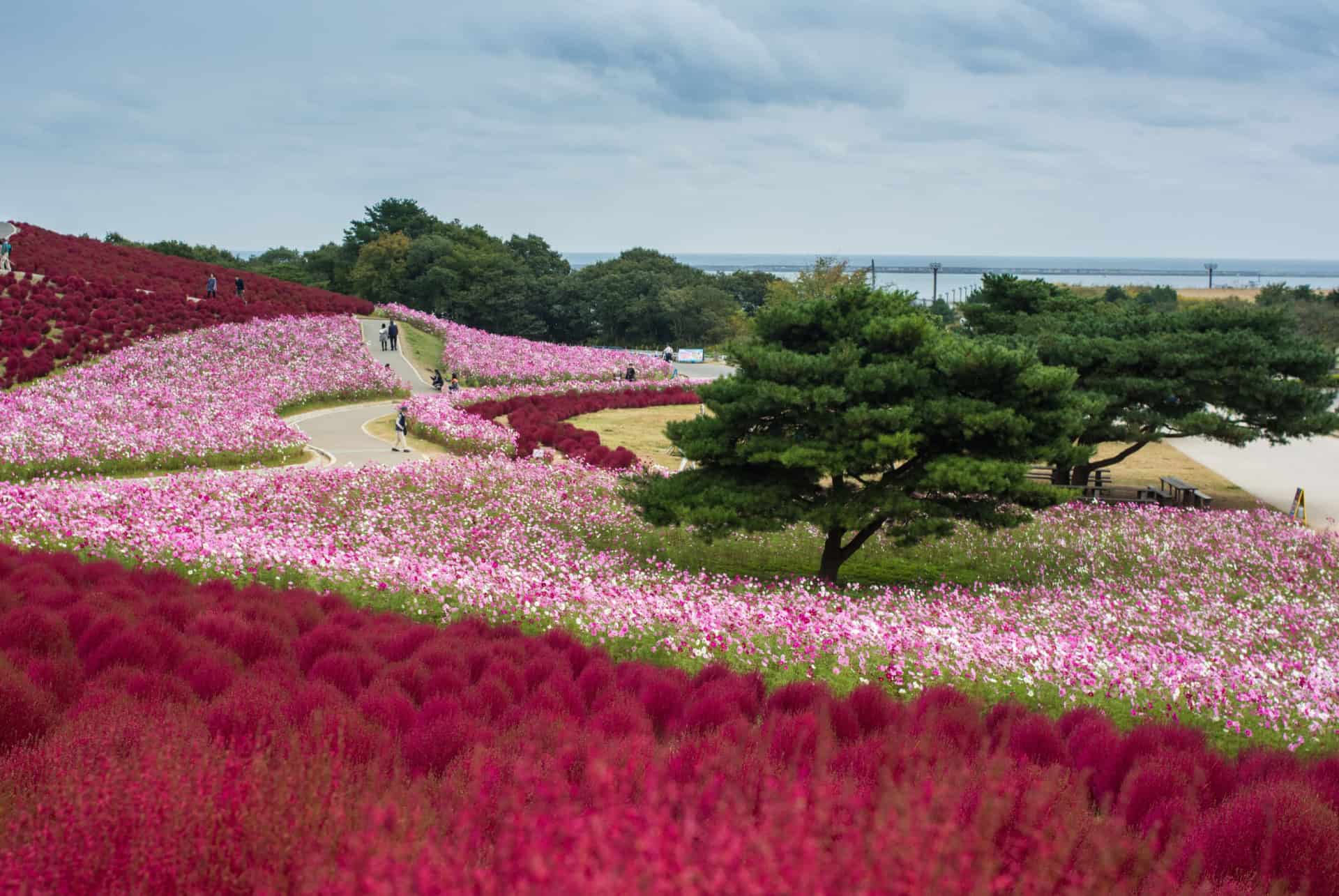 cosmos japon en octobre