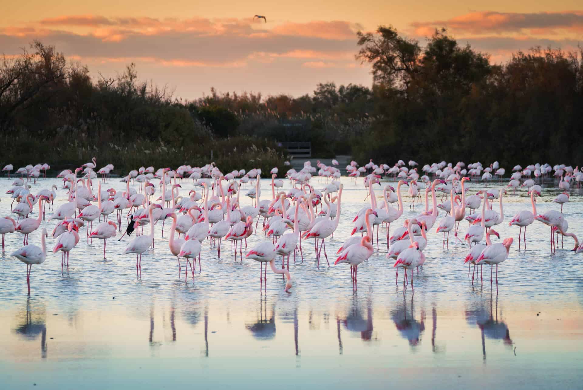 flamands rose dans un parc naturel de camargue