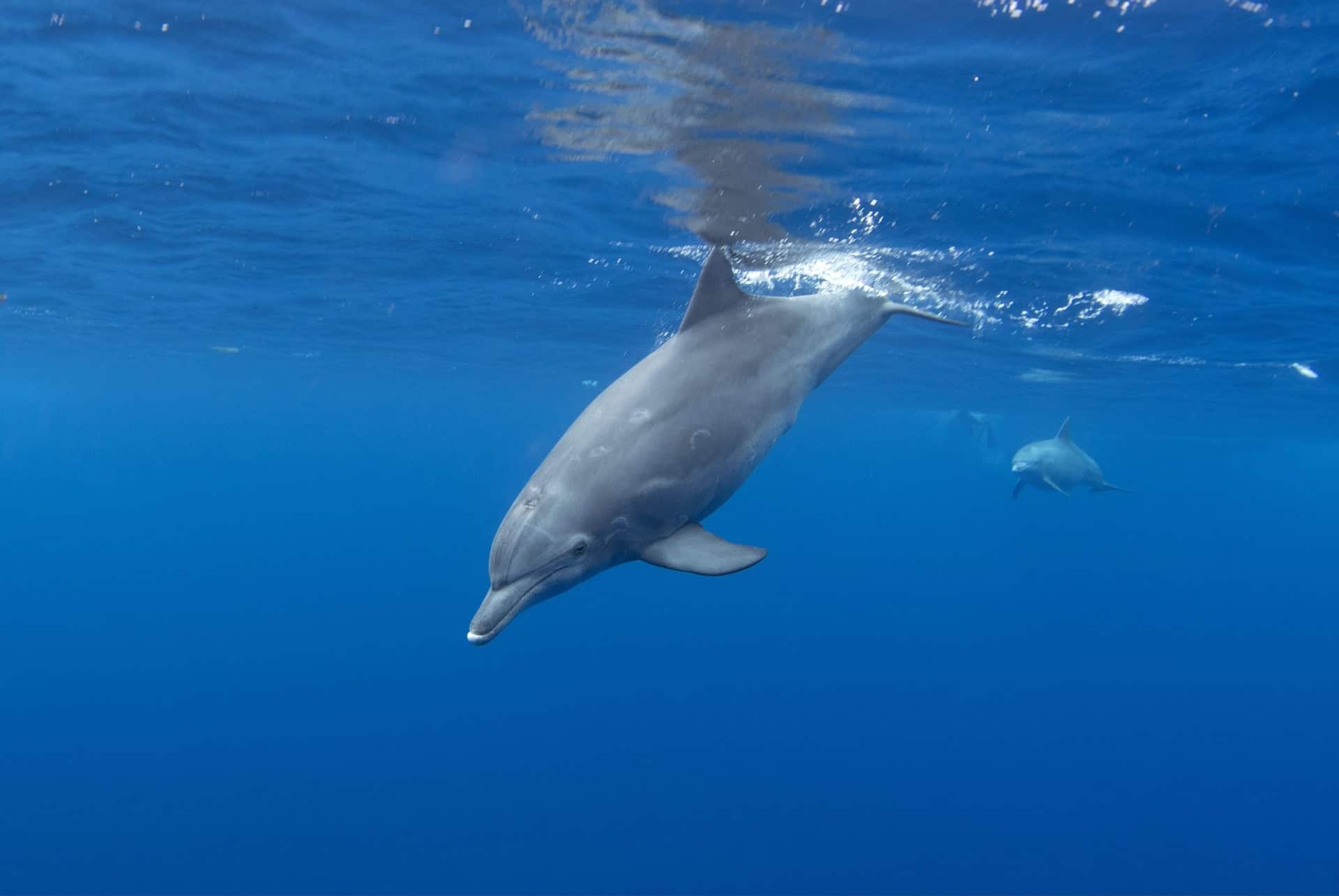 grands dauphins