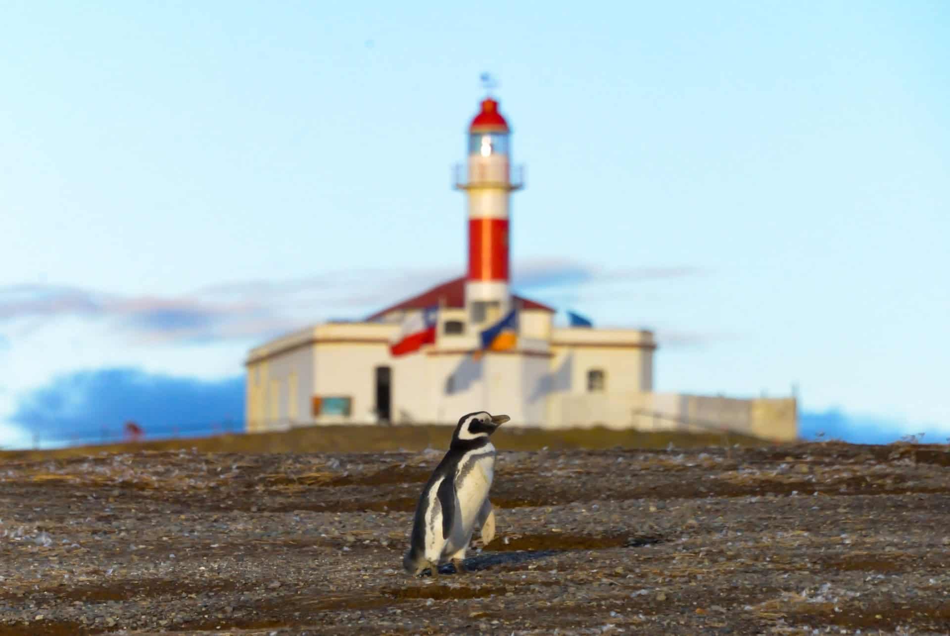 ile magdalena penguin chili